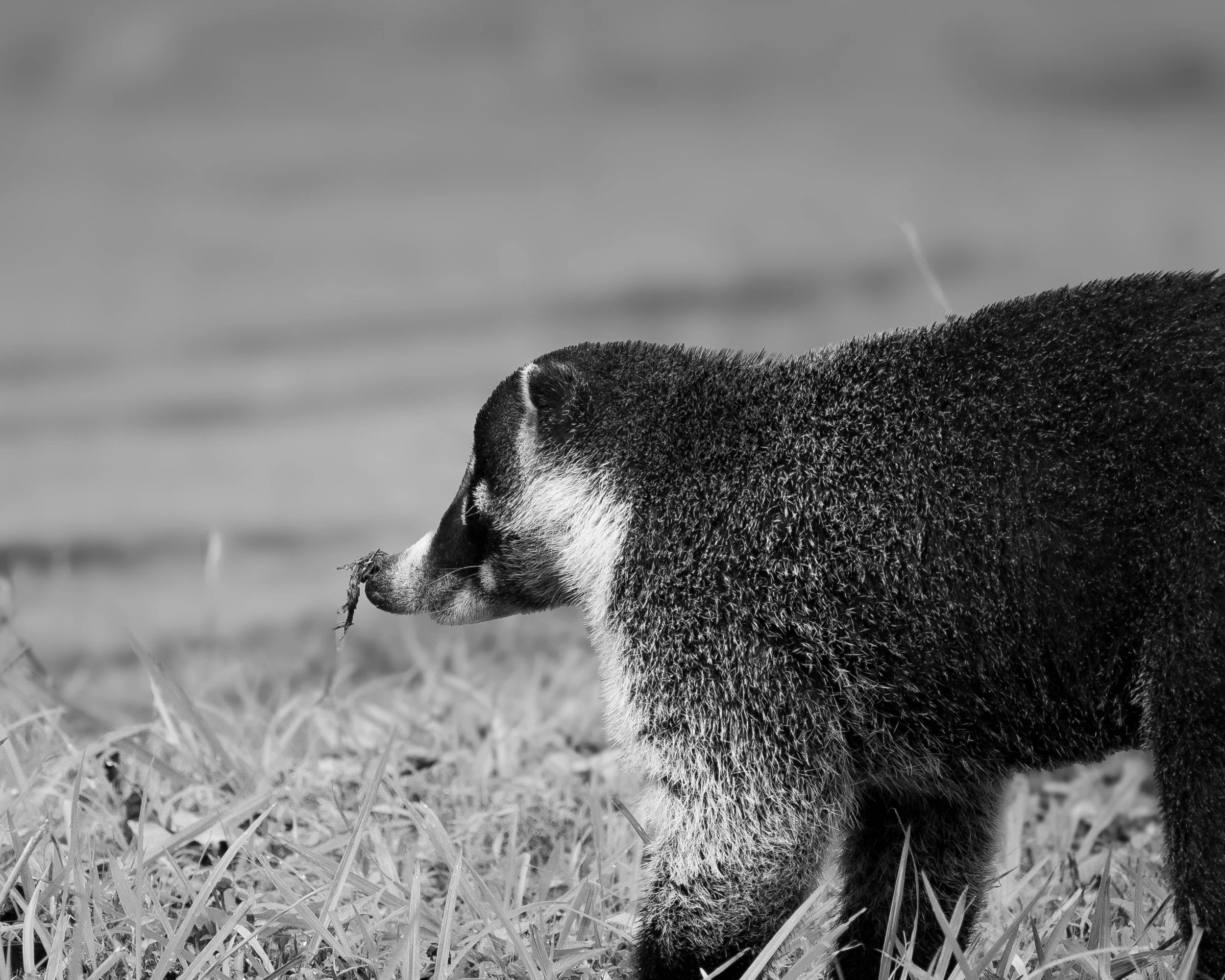 Black and white photo of a dog standing outdoors on grass, facing left, with its face partially visible and ears upright.