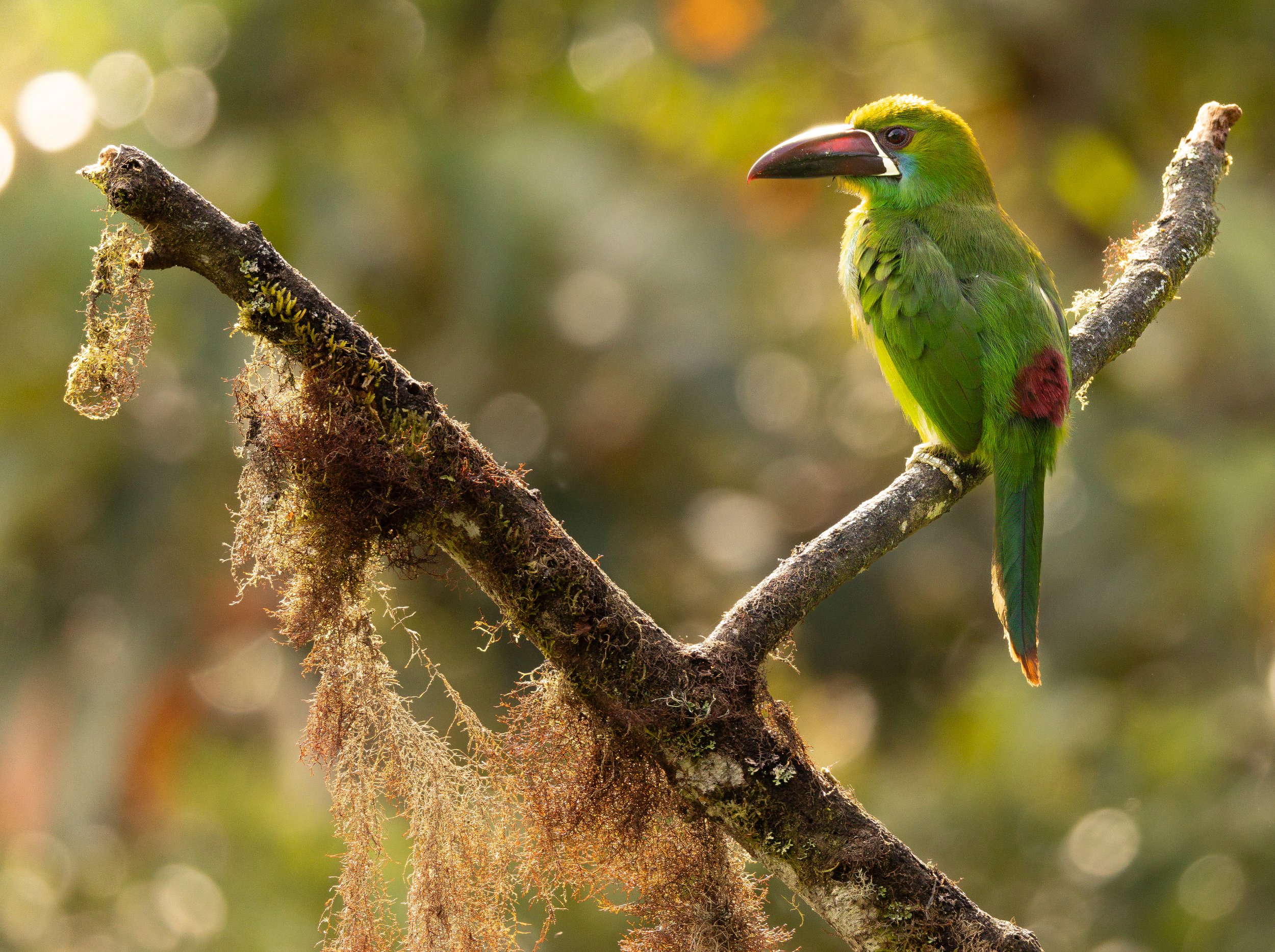 A vibrant green bird with a large black and white beak perched on a moss-covered tree branch in a blurred natural background.