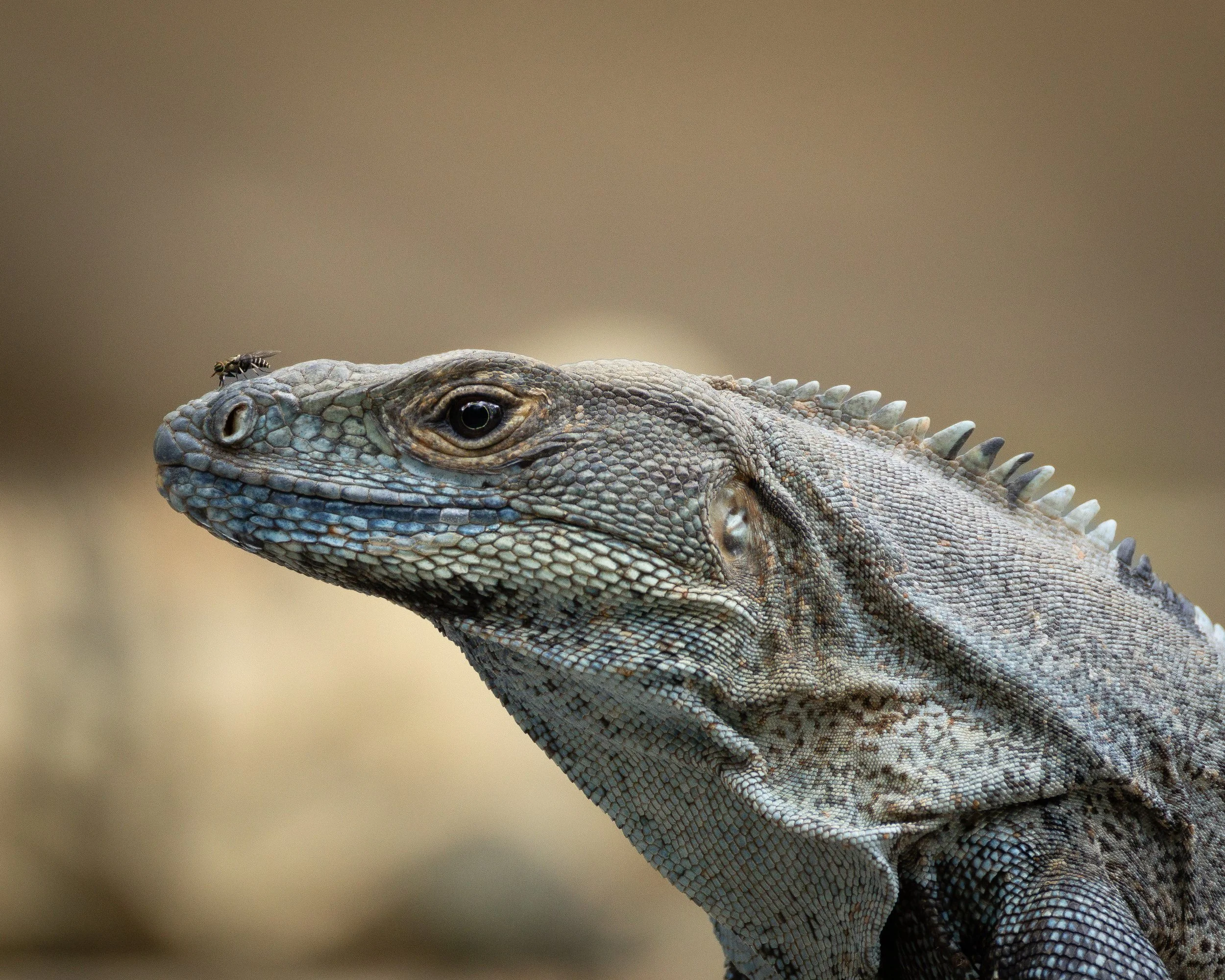 Close-up of a blue-tongued lizard with textured, patterned skin, and a small bee perched on its snout.