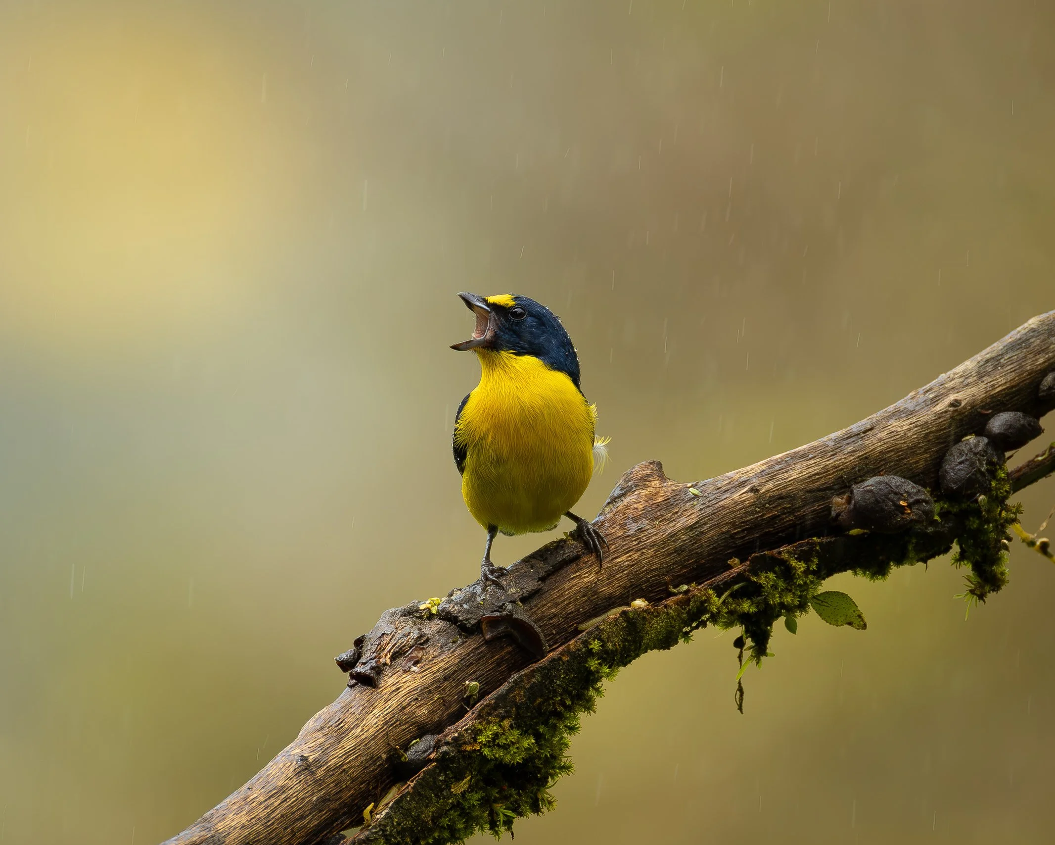 A yellow and black songbird singing from a moss-covered tree branch in the rain.