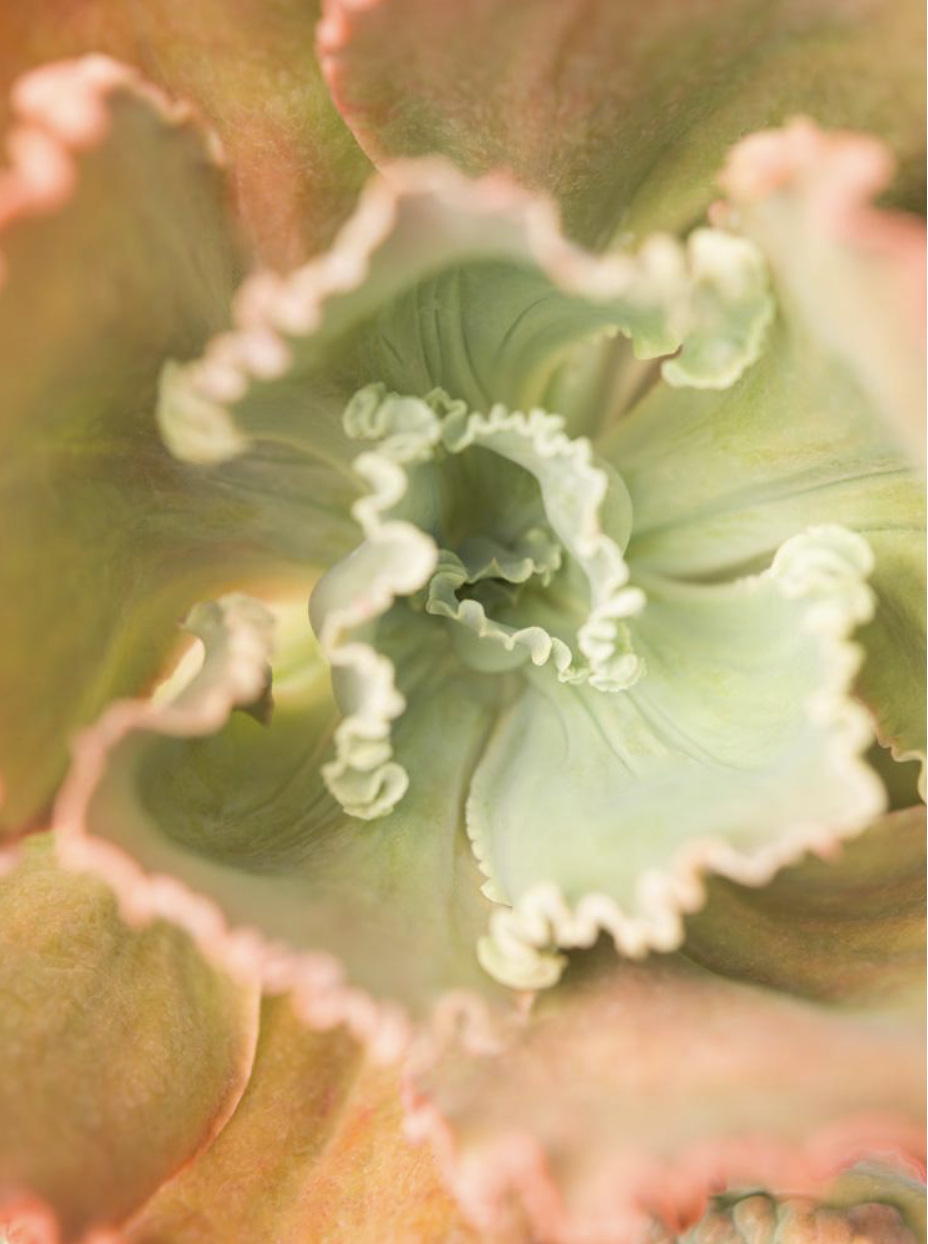 Mona Kuhn, Succulents 09