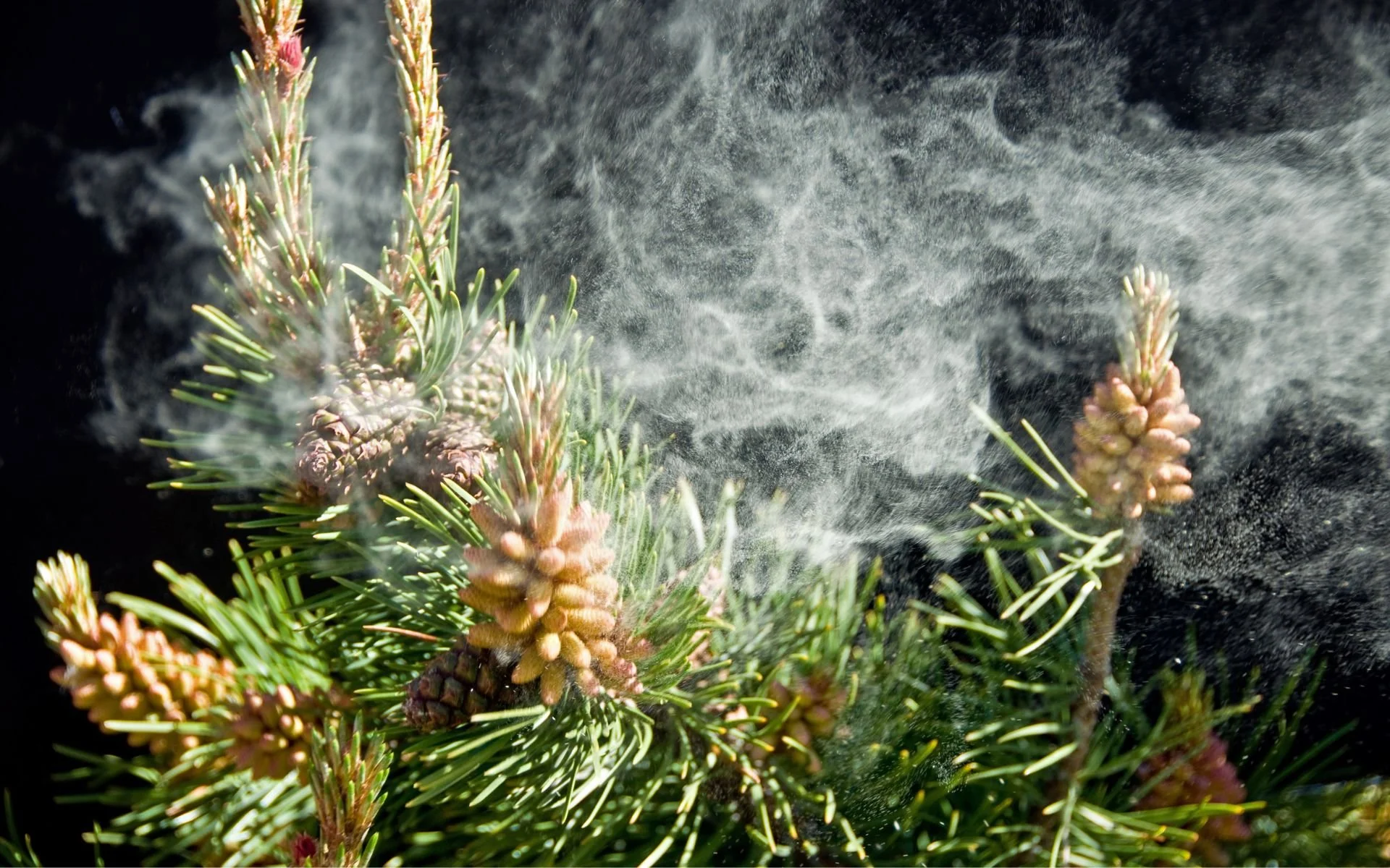 Ponderosa pollen in Bend, Oregon