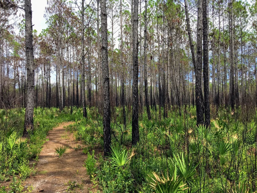 A dirt path winding through a forest with tall, thin trees and green undergrowth.