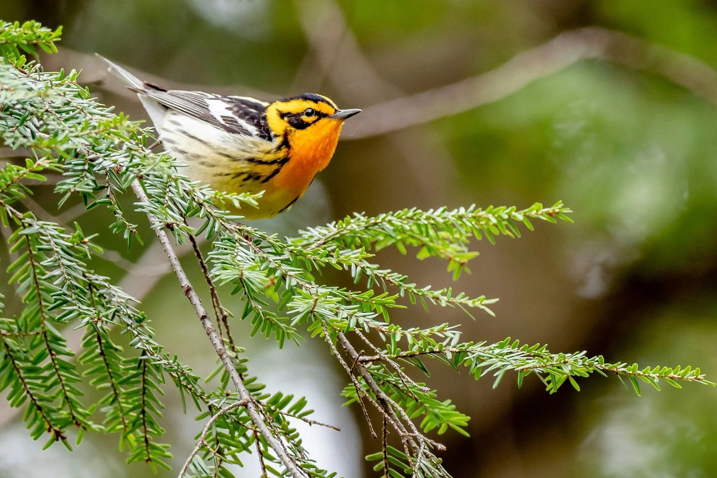Why Small Birds?