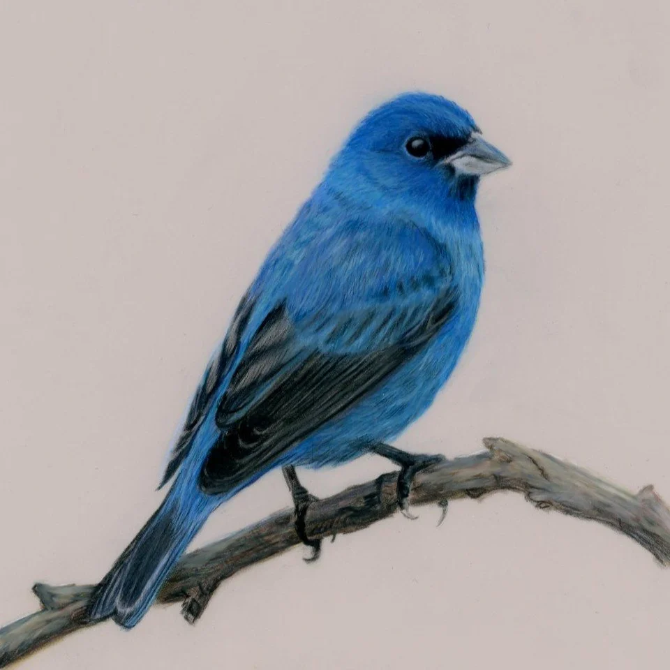 Indigo Bunting – Bird No. 006
