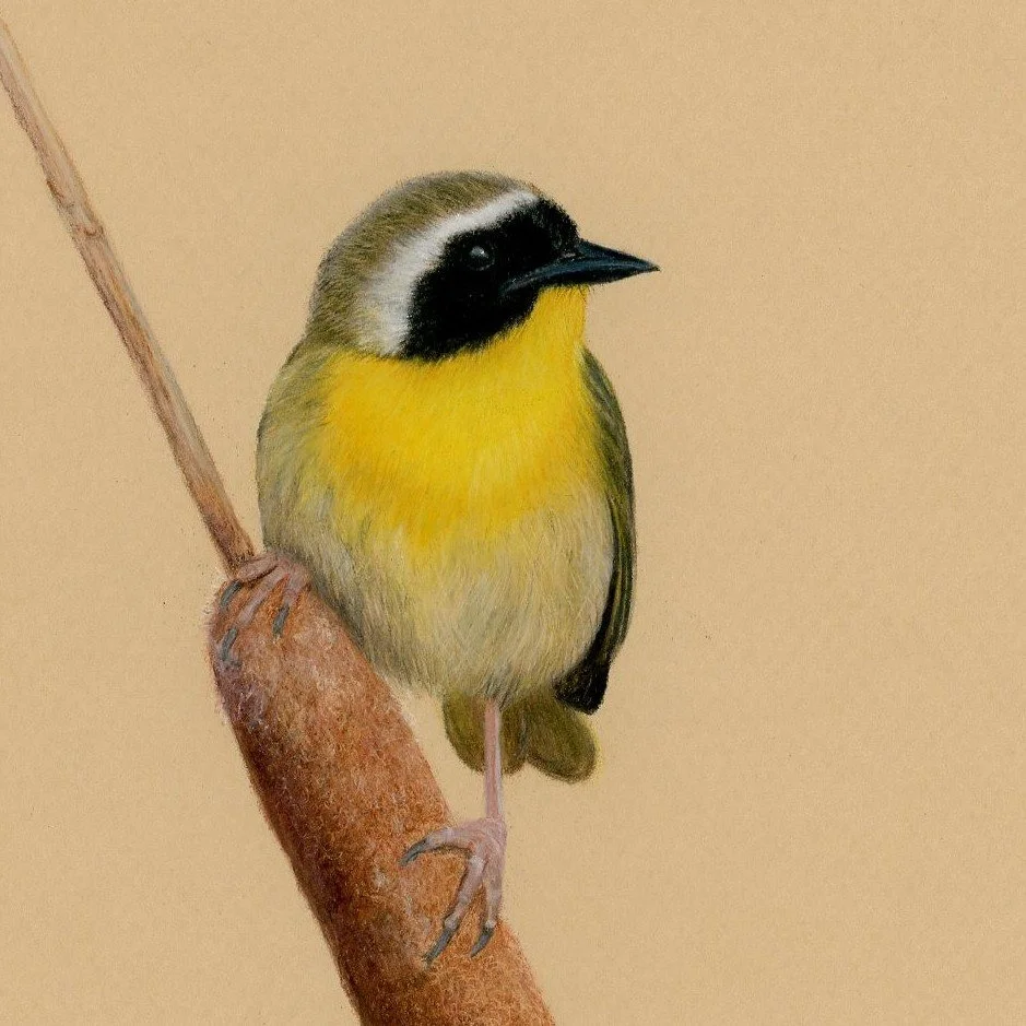 Common Yellowthroat – Bird No. 002
