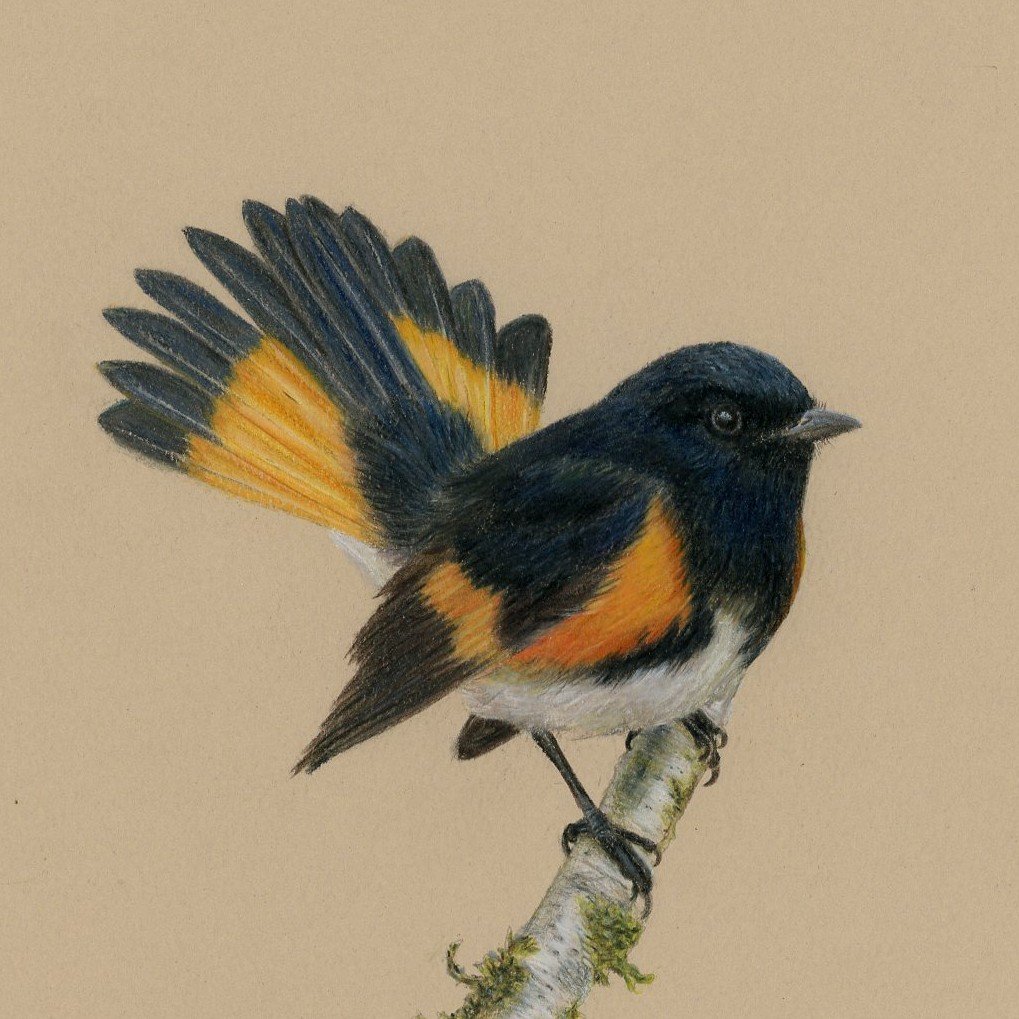 American Redstart – Bird No. 001