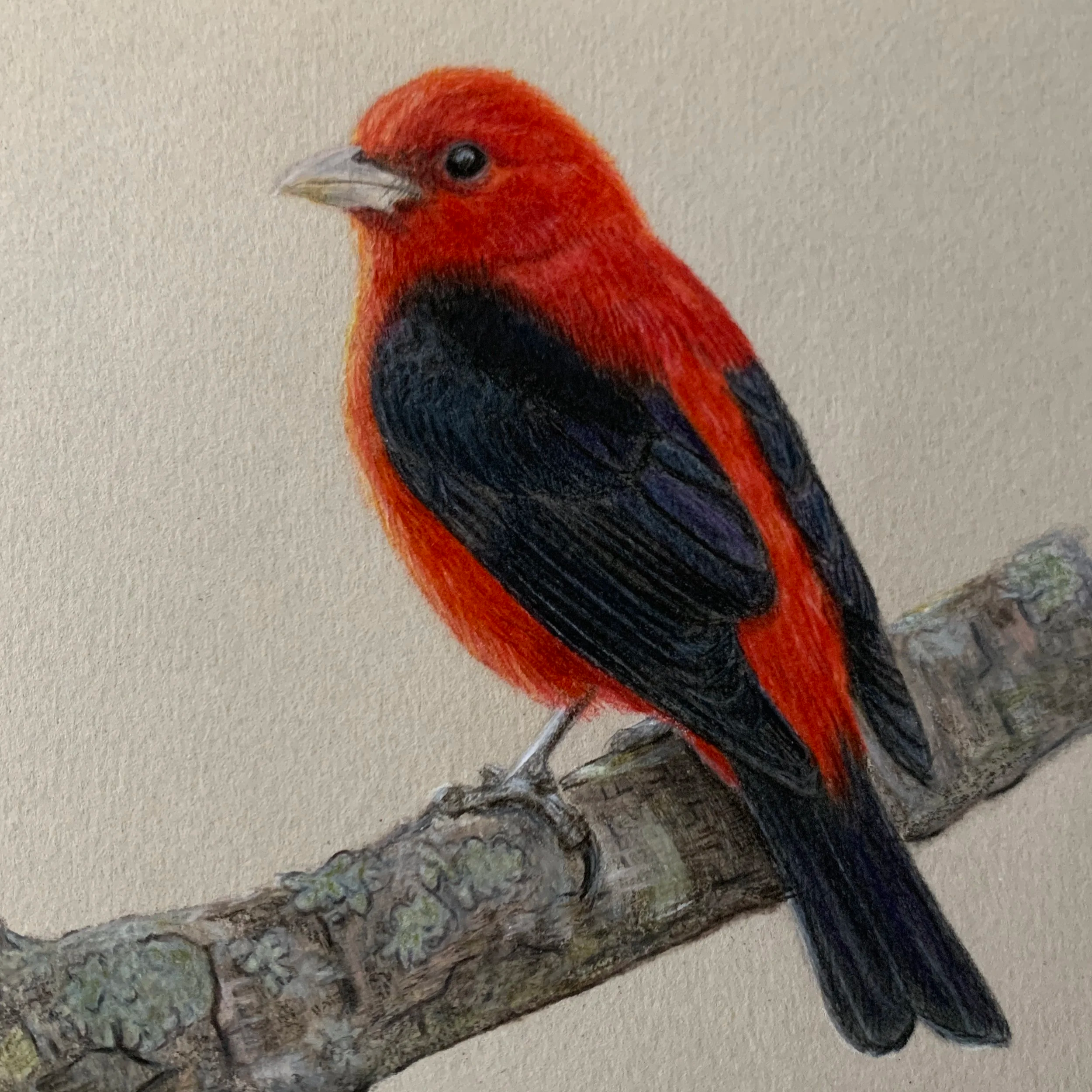 Scarlet Tanager – Bird No. 004
