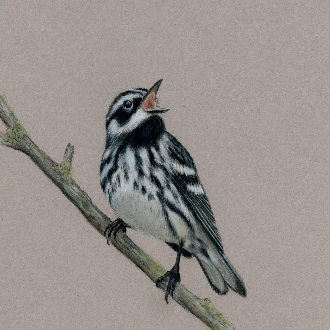 Black-and-white Warbler – Bird No. 005