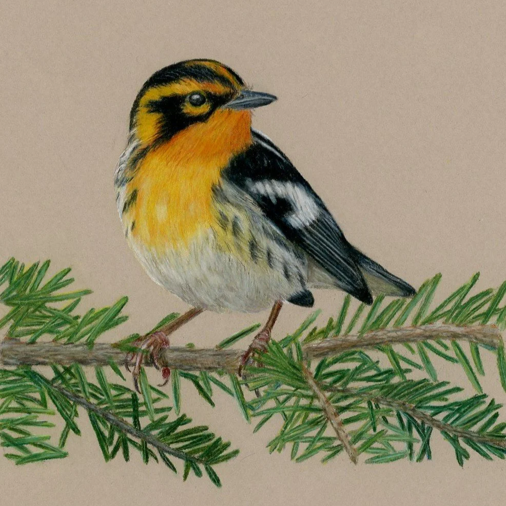 Blackburnian Warbler – Bird No. 003