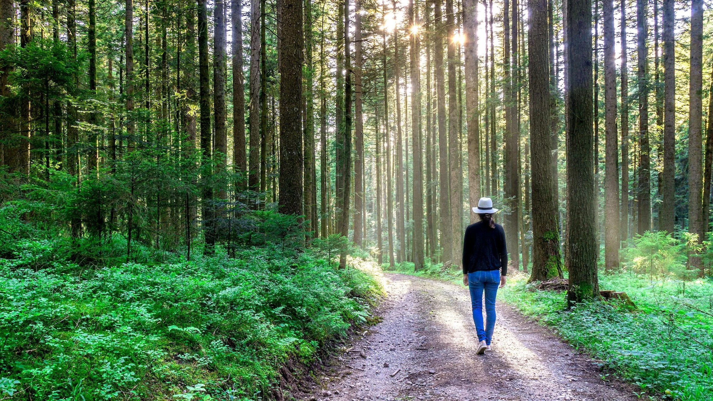 Person walking on a forest trail with tall trees and sunlight filtering through the branches.
