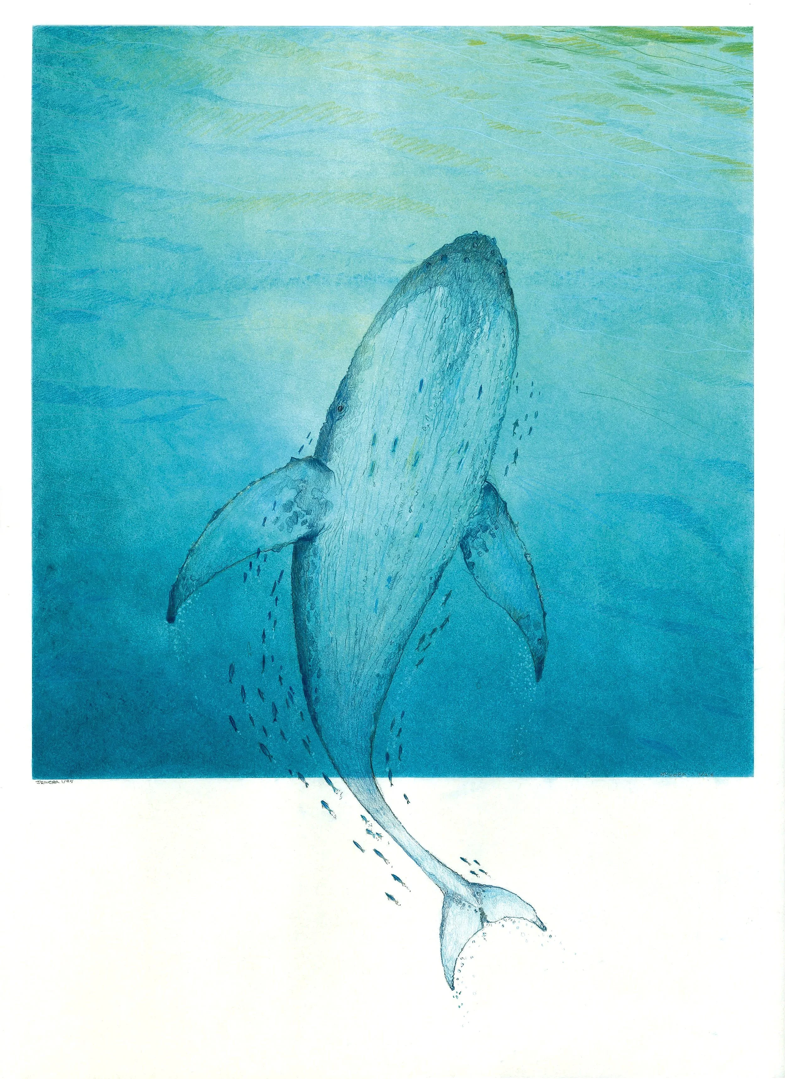 A hand-drawn illustration of a whale swimming upward in the ocean, with water and sunlight above.