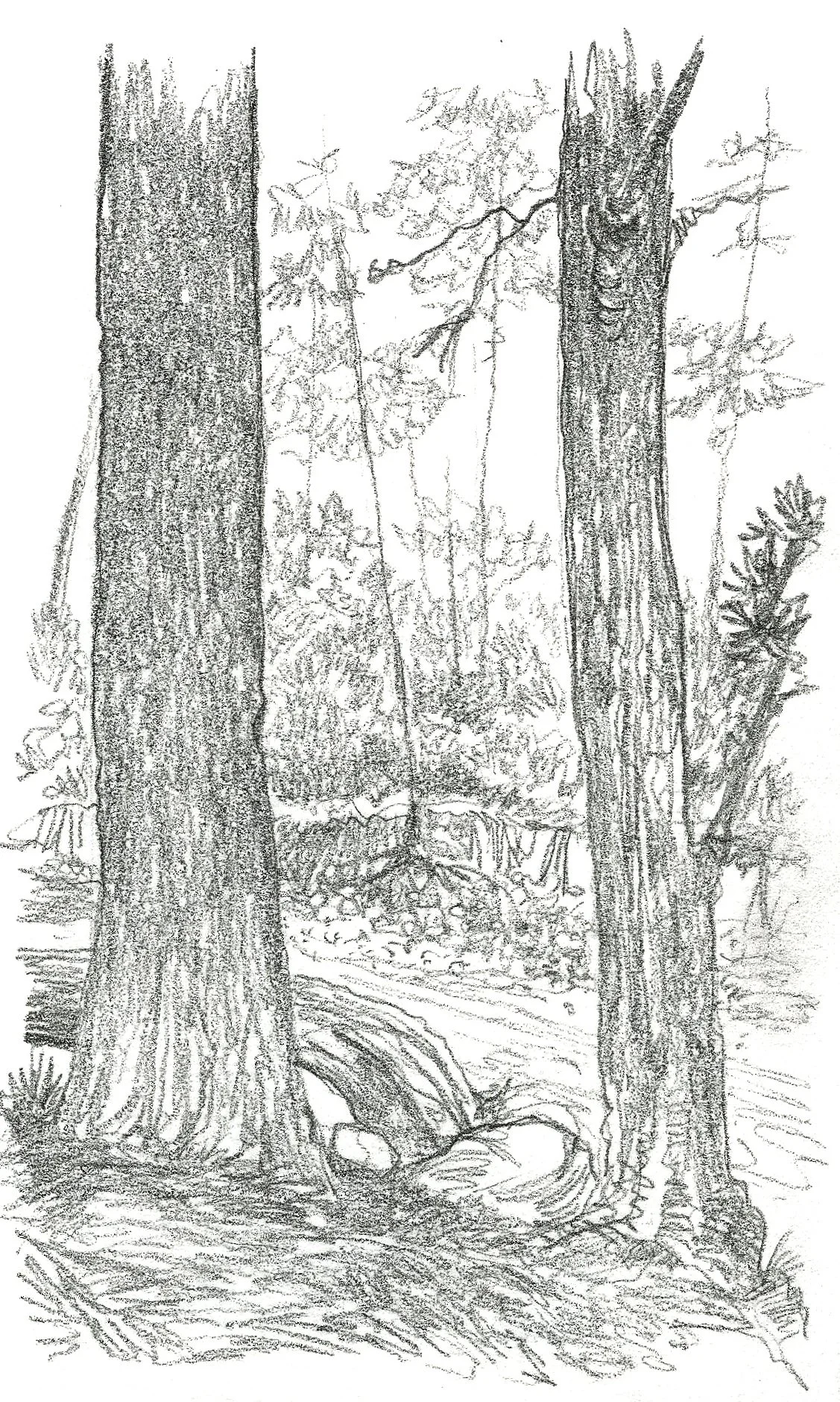 Sketch of a forest scene with two large trees, smaller trees and bushes in the background, a visible tree stump, and wood rings at the base of one tree.