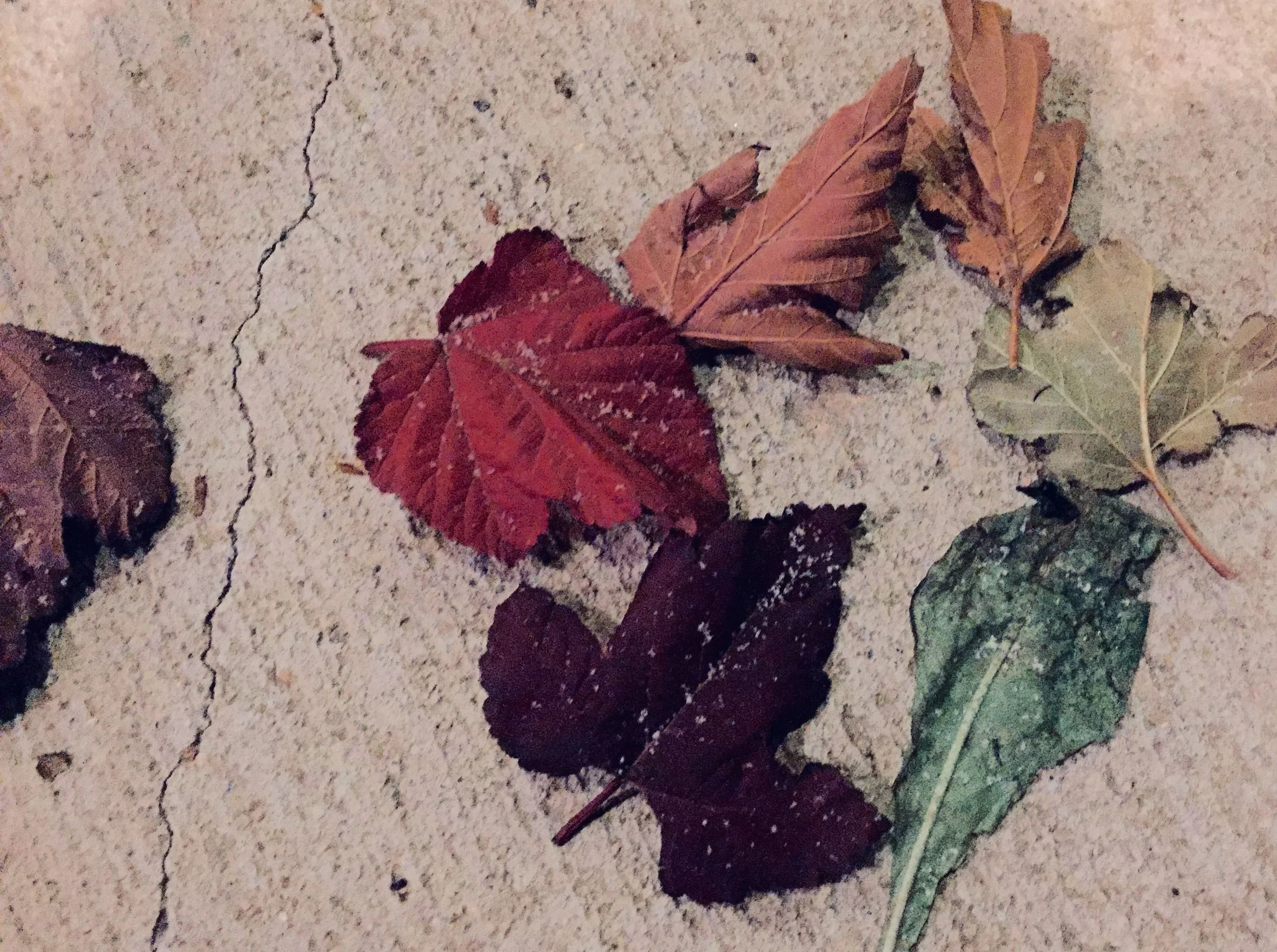 Several dry, fallen leaves in various shades of brown and red scattered on a cracked concrete sidewalk. The crack in the pavement doesn't make it less effective.