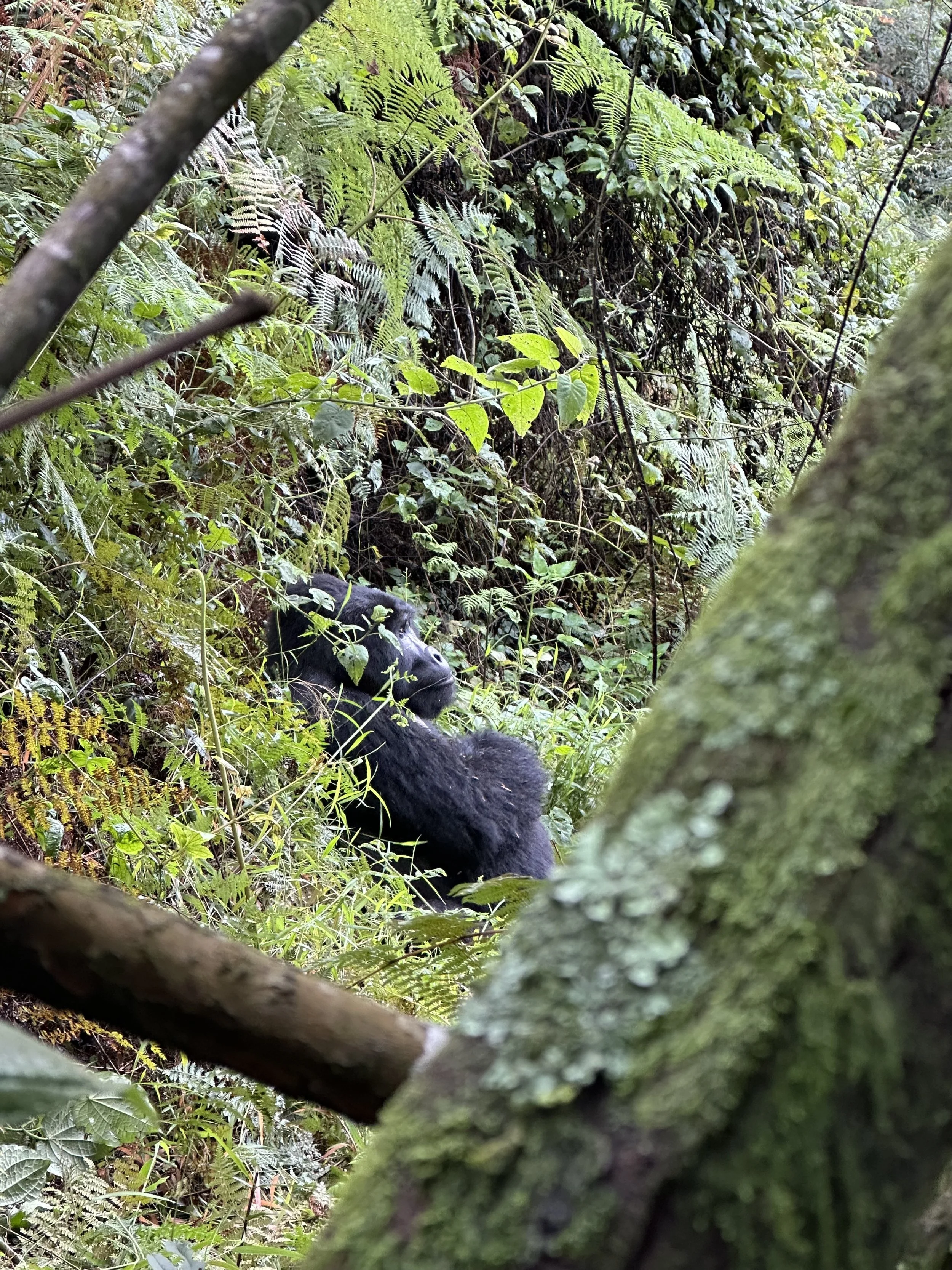A black gorilla sits in a dense jungle in Uganda, surrounded by lush green foliage, plants, and moss-covered tree trunks.
