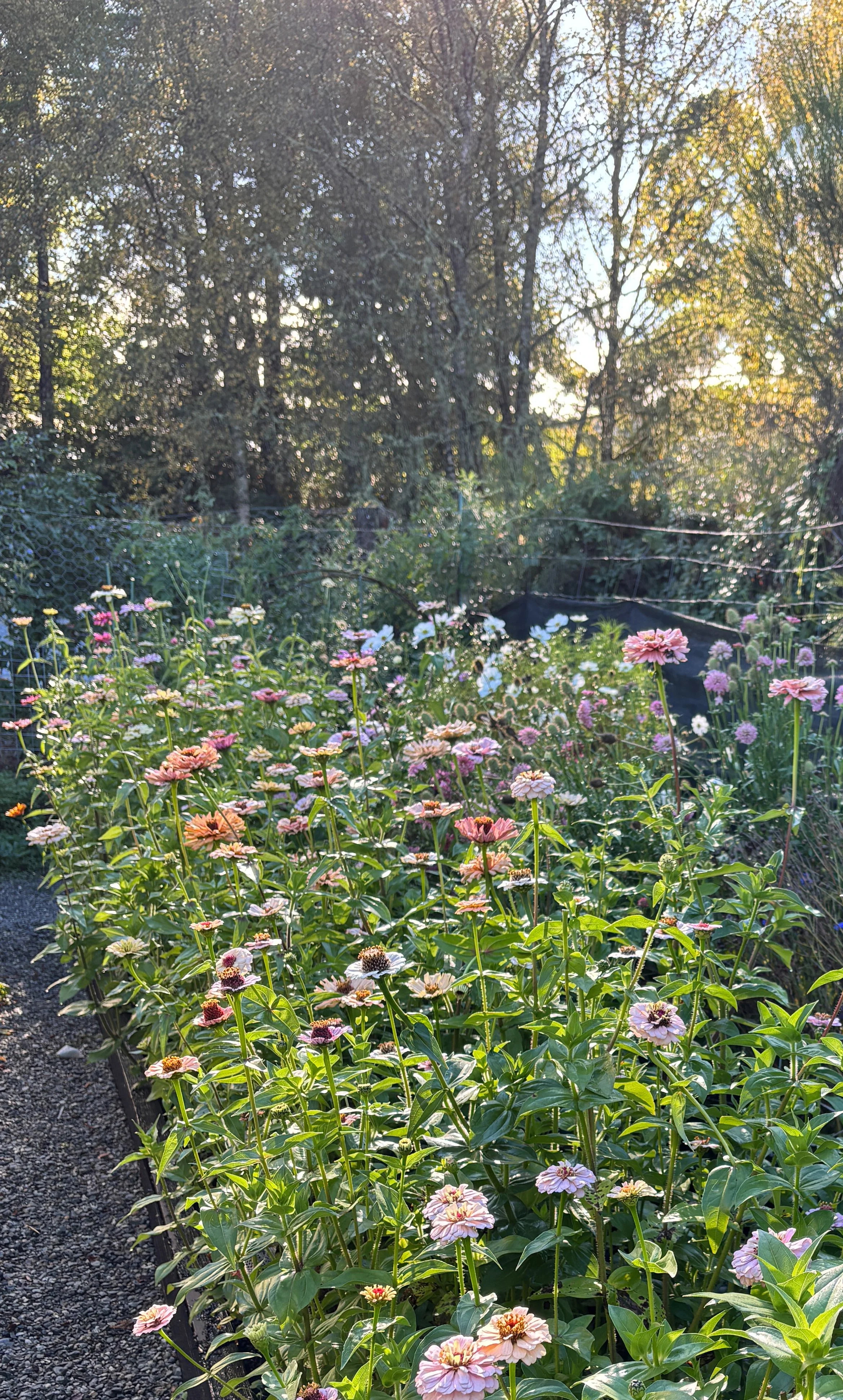 A garden with blooming pink, white, and purple flowers along a gravel path, with trees and sunlight in the background.