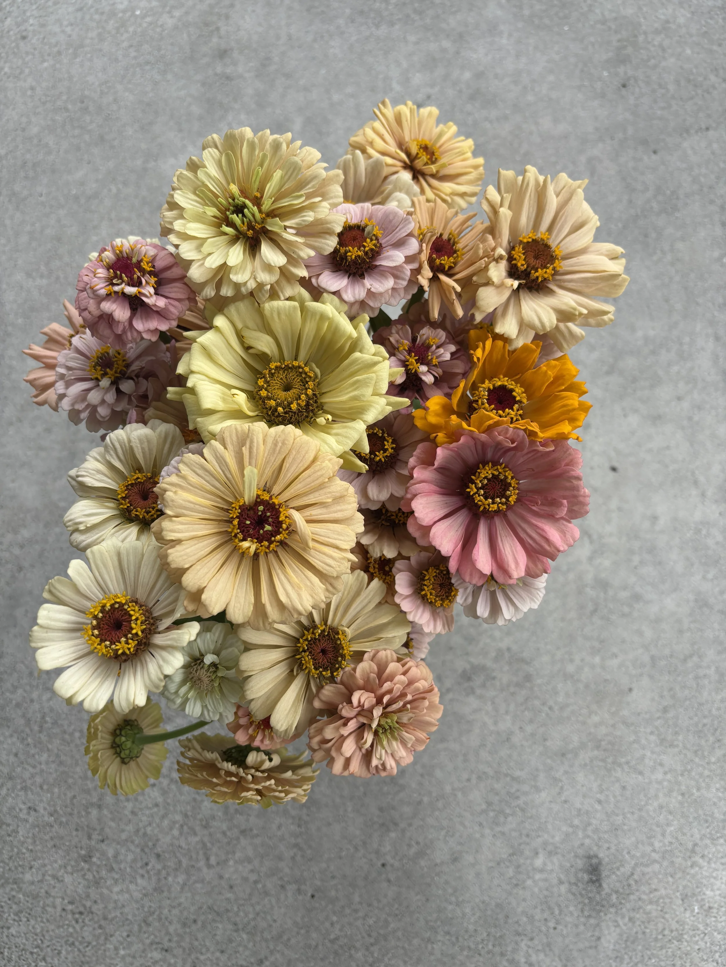 A bouquet of multicolored flowers, including cream, pink, peach, and yellow blooms, arranged against a gray background.