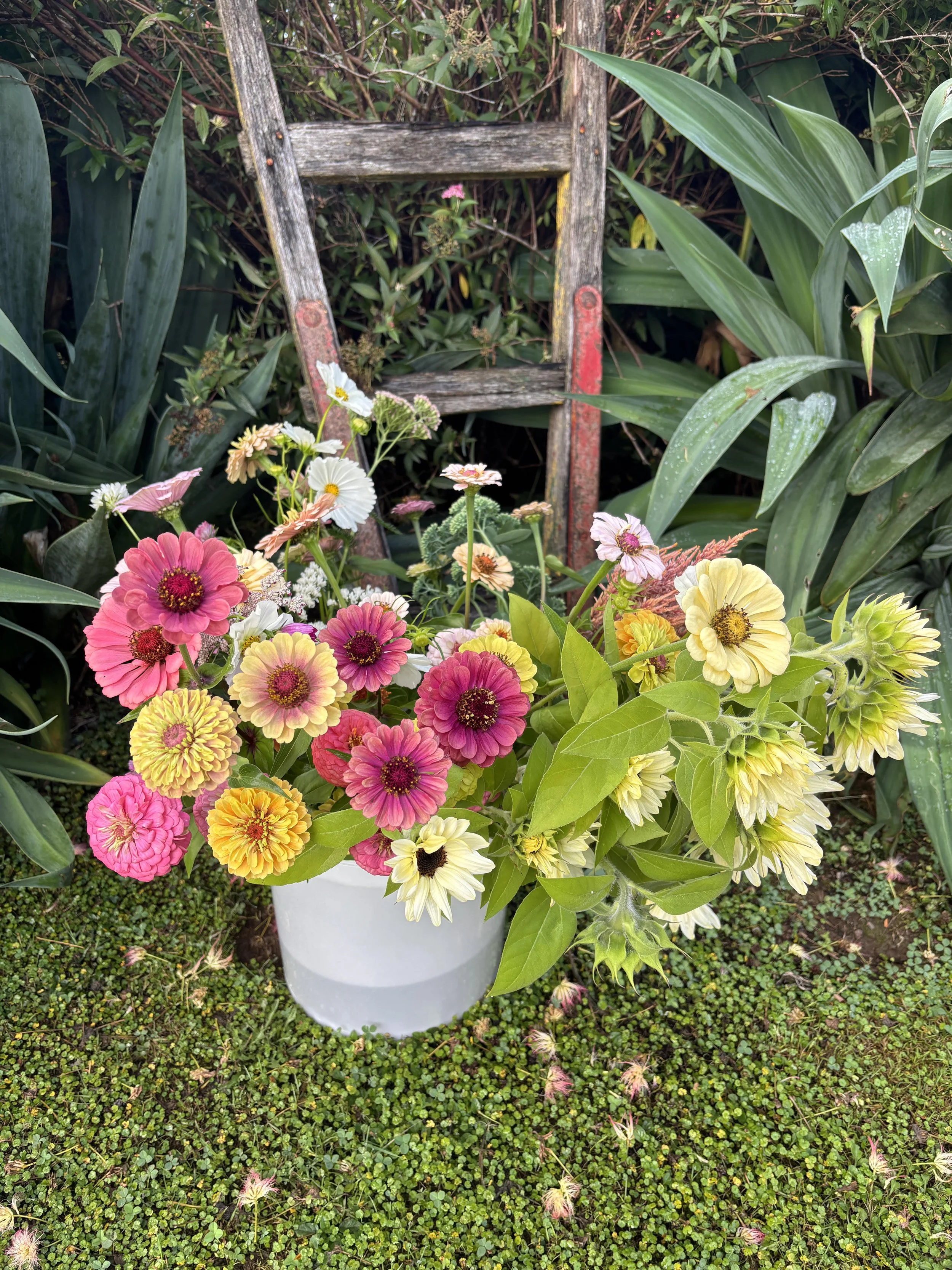 DIY Bloom Bucket | AVAILABLE FOR MOTUEKA  ONLY