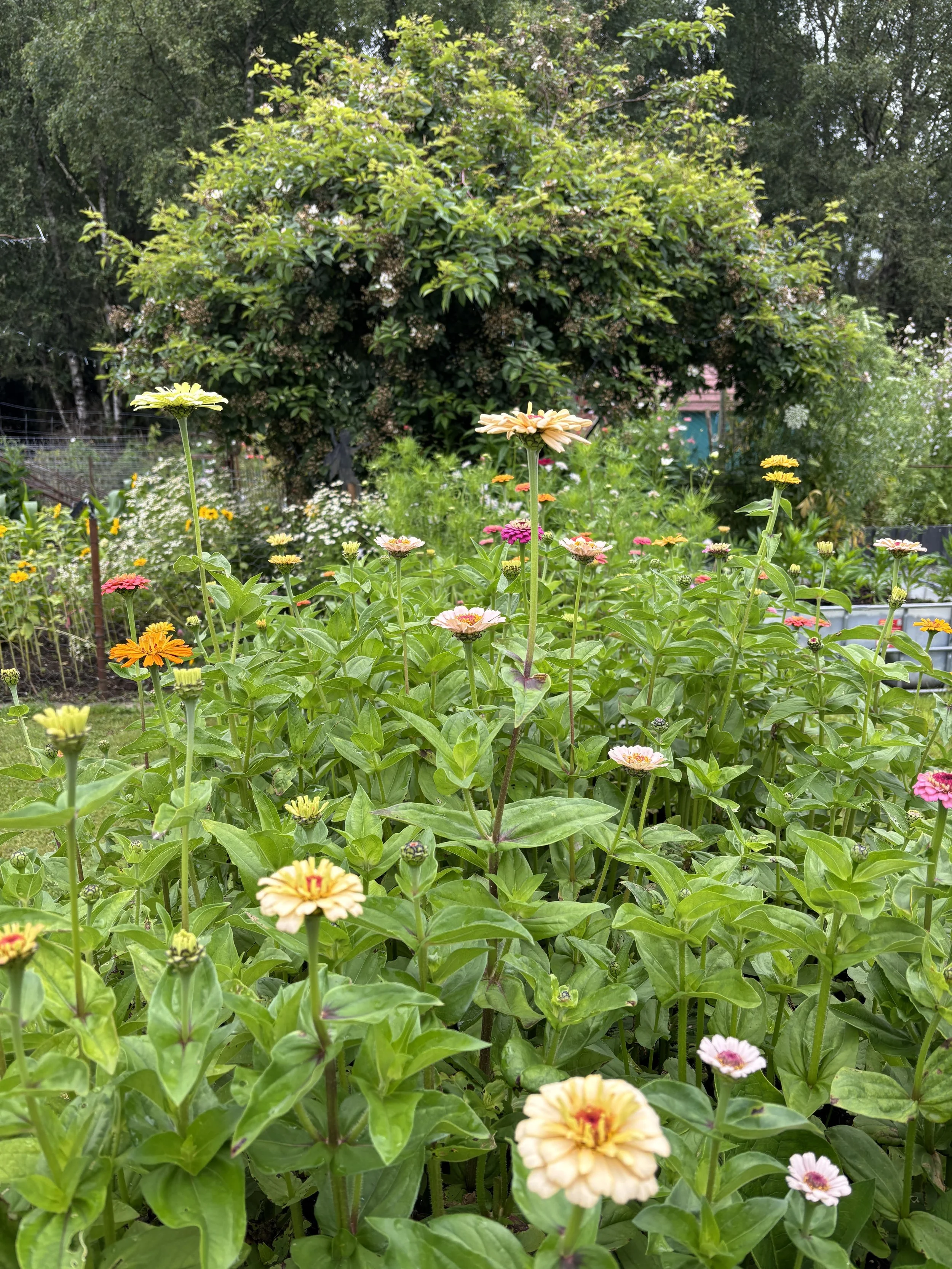 A lush garden with colorful flowers in the foreground and a large green leafy bush in the background.