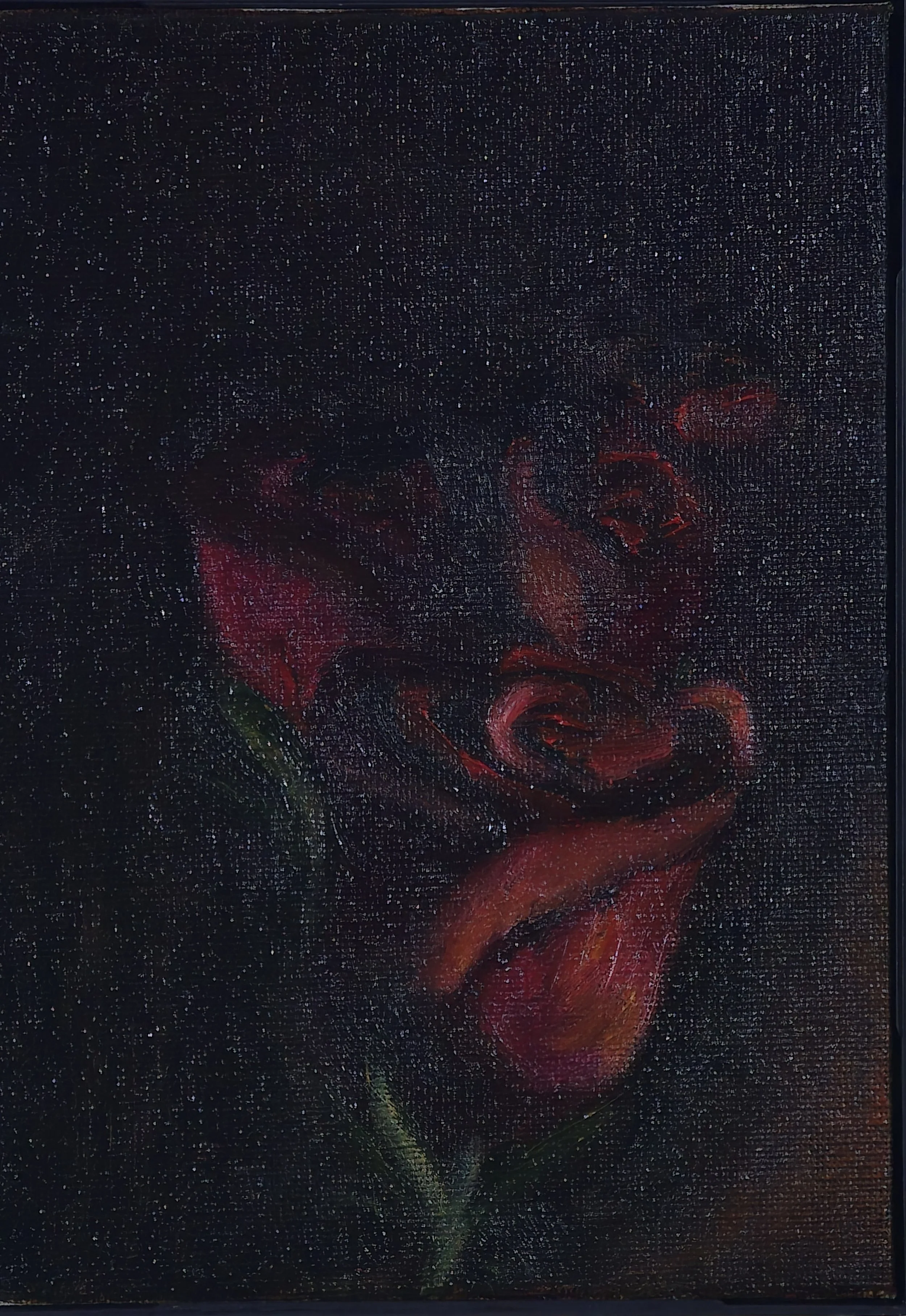 Quick study of 3 roses in candlelight, oil on canvas