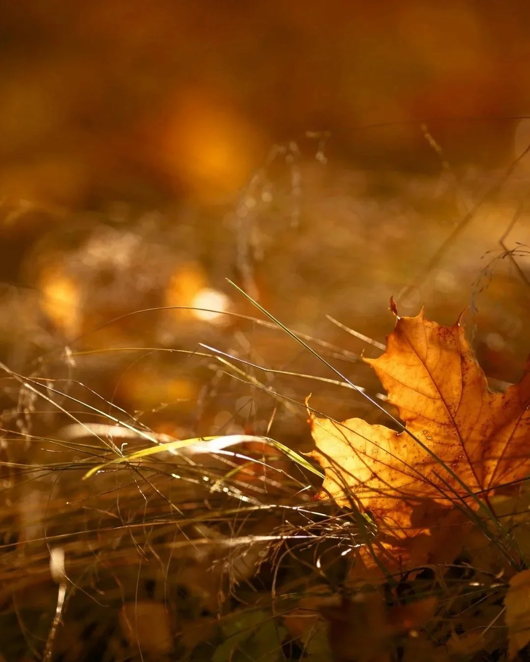 Mabon: What Will You Carry Into Winter?