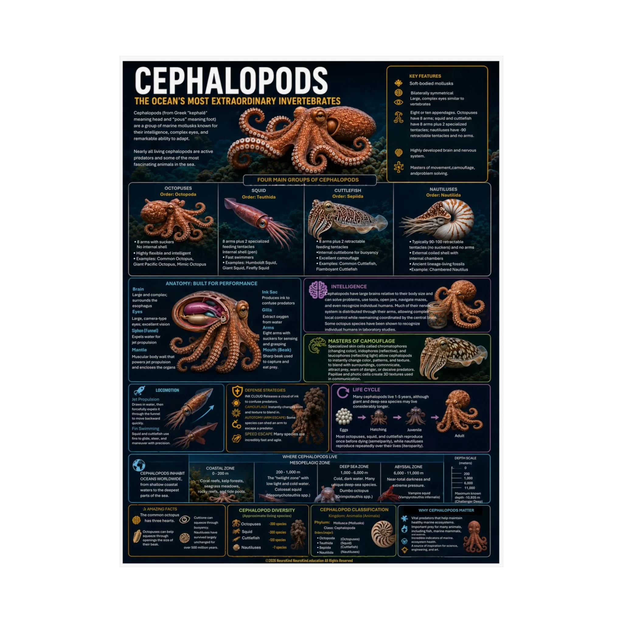 Cephalopods Digital Educational Poster | Octopus, Squid, Cuttlefish & Nautilus Anatomy | Printable Marine Biology Wall Art | NeuroKind