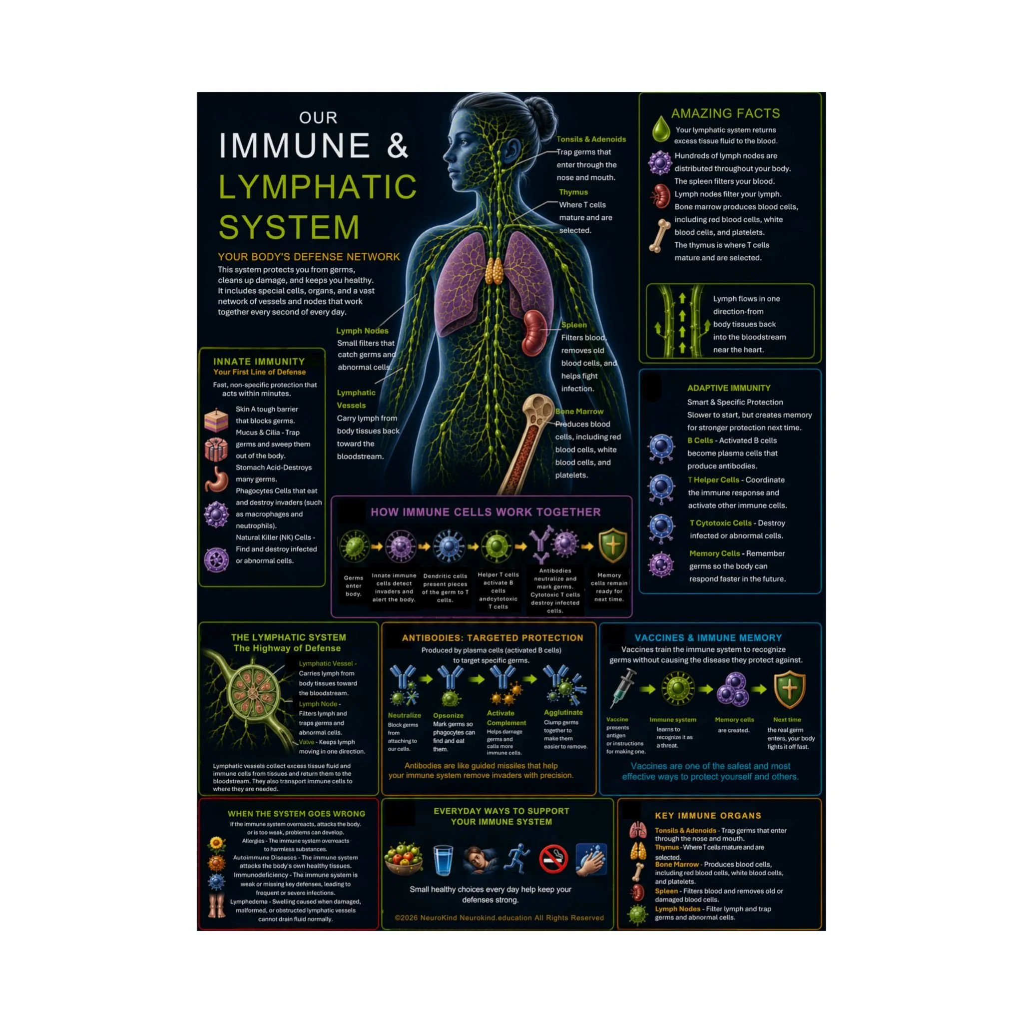 Printable Lymphatic System Anatomy Poster | Digital Download | Human Immune System Educational Chart | NeuroKind