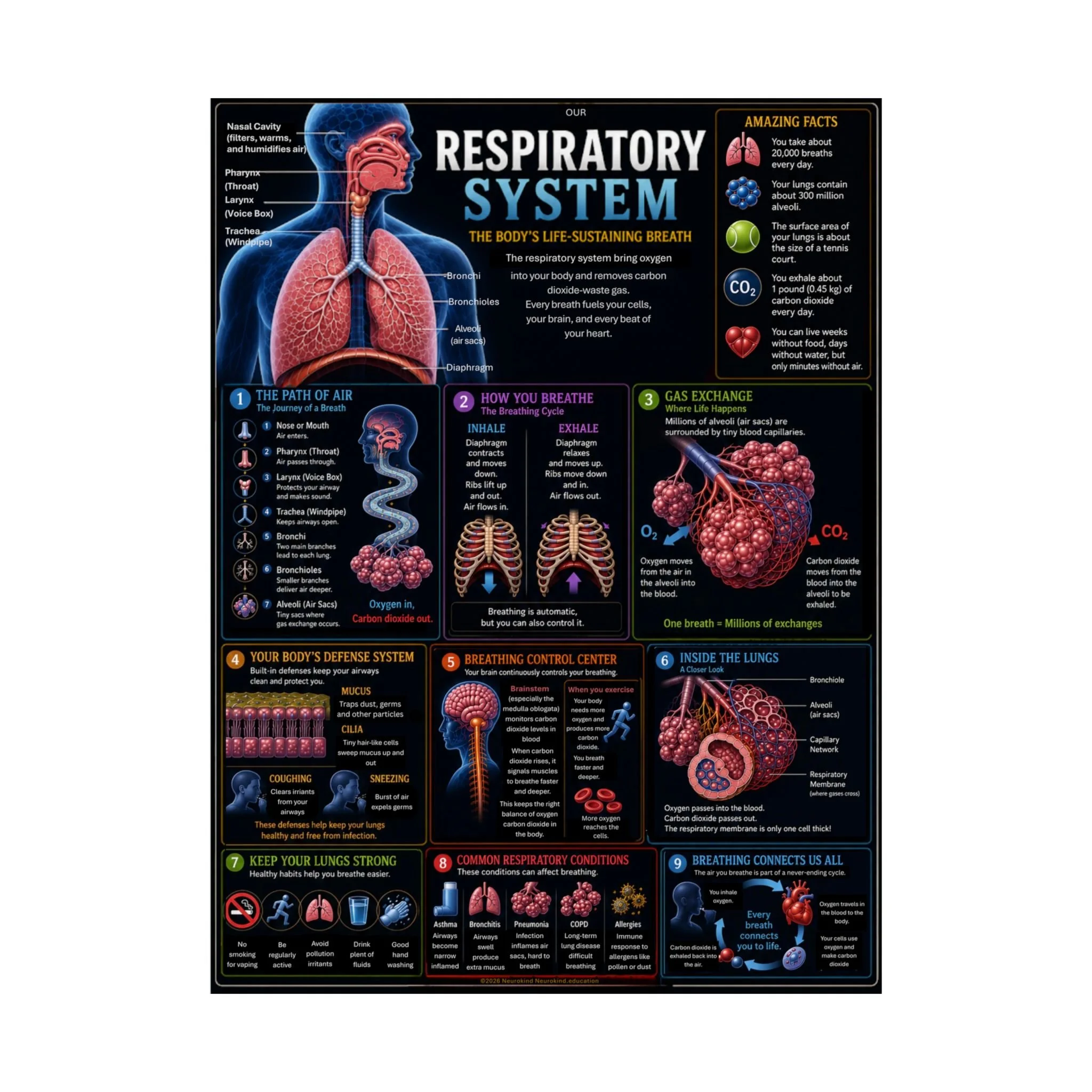 Respiratory System Digital Educational Poster | Printable Human Anatomy Chart | Lungs, Breathing & Gas Exchange | NeuroKind