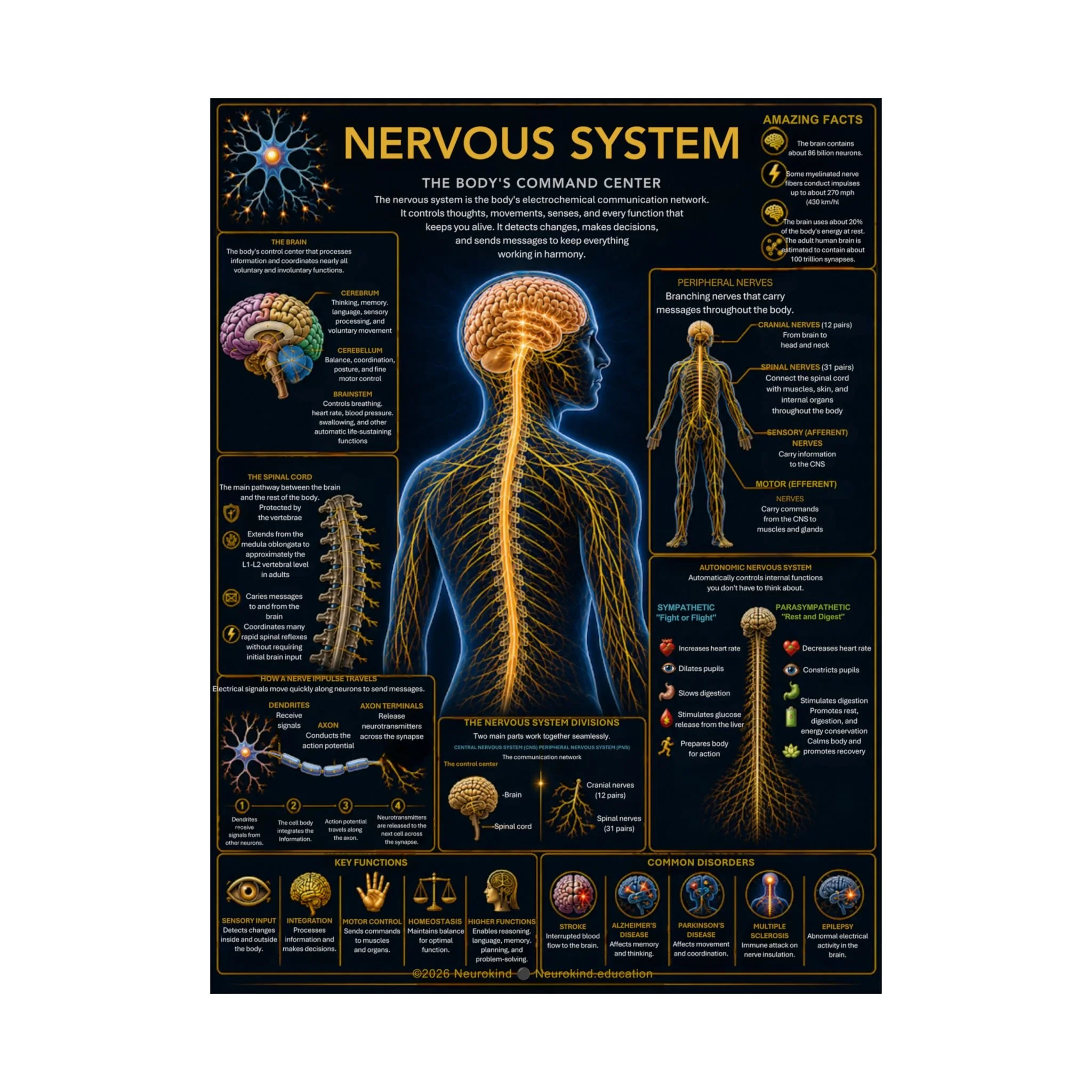 Our Nervous System Printable Anatomy Poster | Human Brain & Nervous System PDF | Classroom Science Wall Art | Homeschool Anatomy Chart | Instant Download