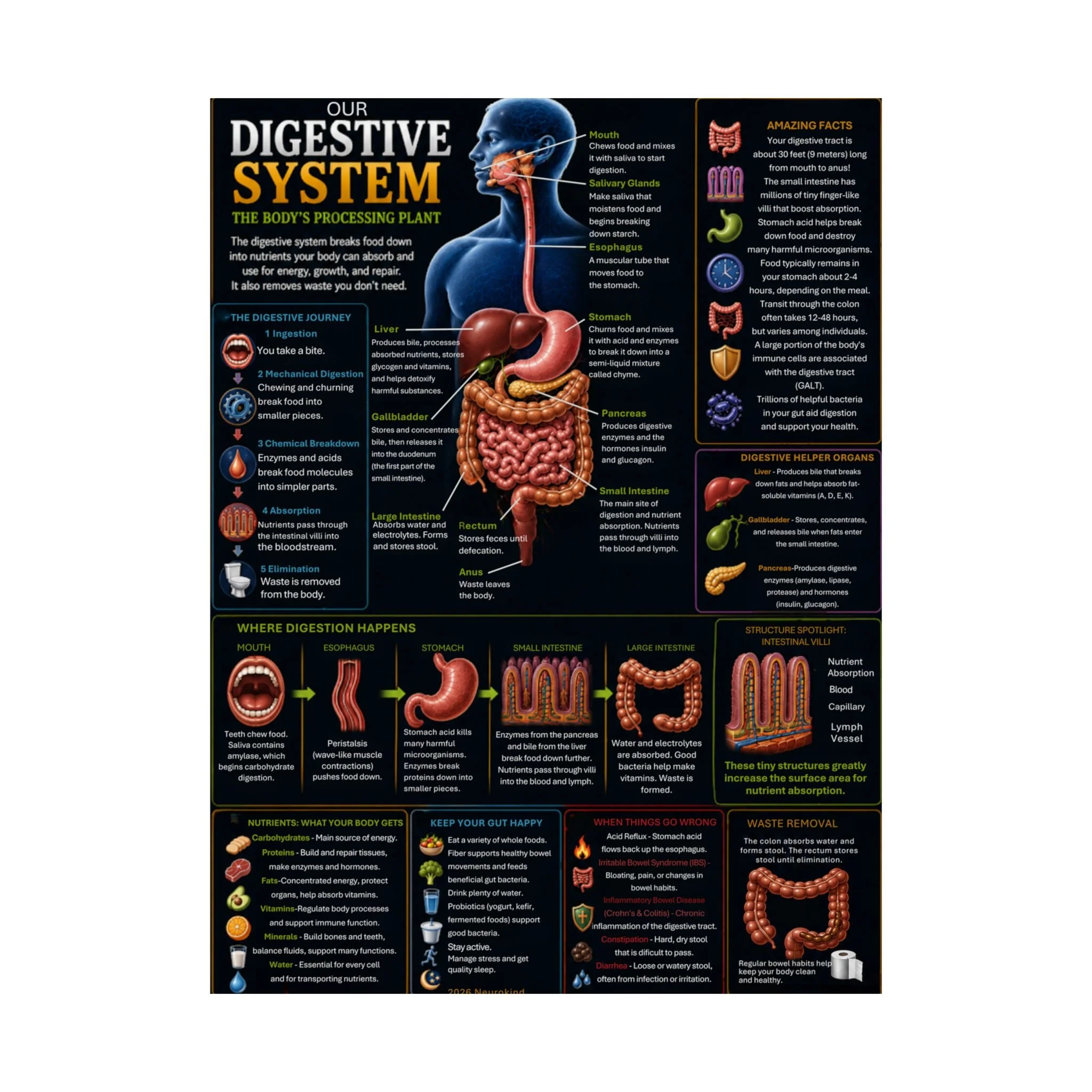 Digestive System Educational Poster Digital Download | Printable Human Anatomy Wall Art | Human Digestion Chart | PDF PNG | NeuroKind