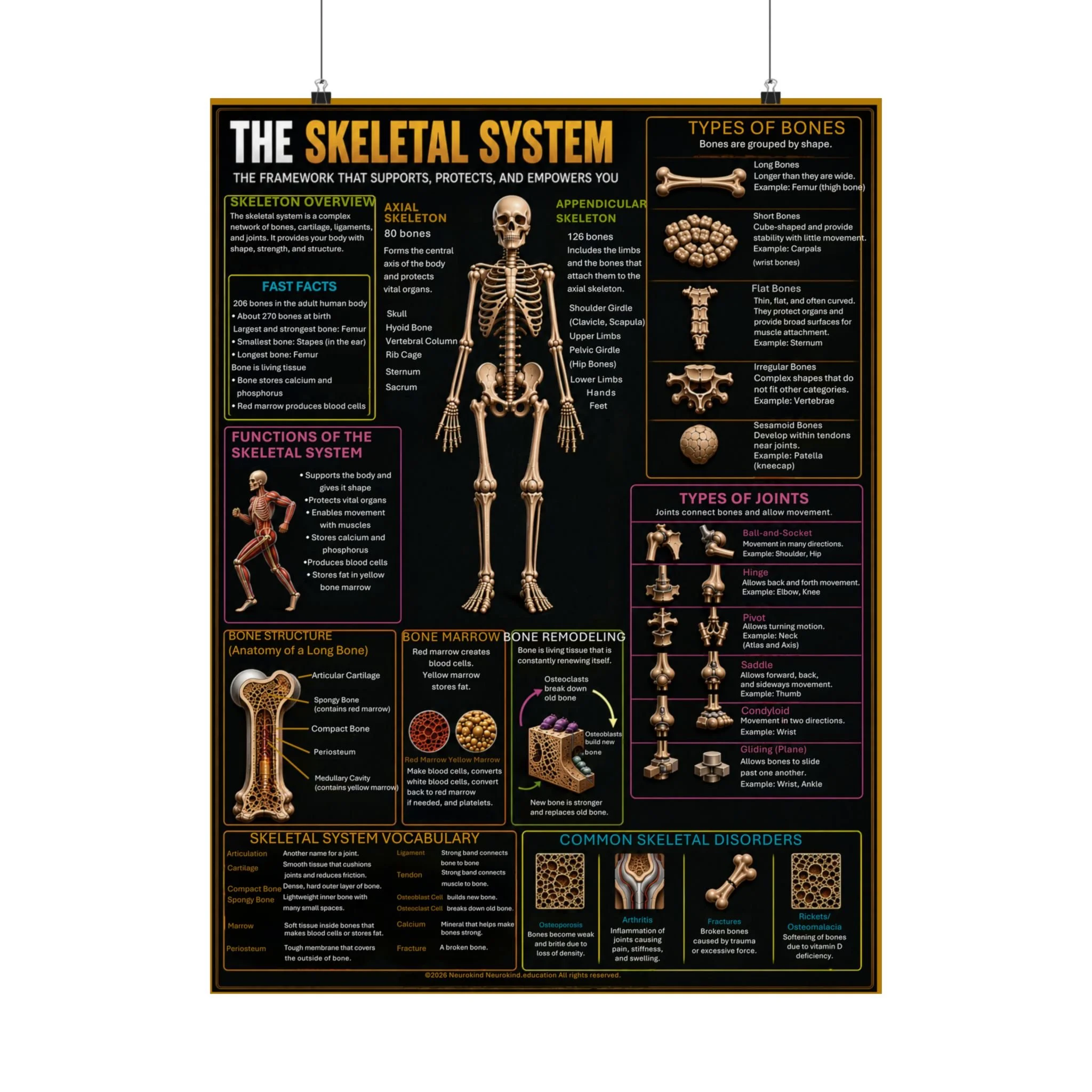 Skeletal System Anatomy Poster Digital Download | Human Bones & Joints Chart | Printable Anatomy Wall Art | Homeschool Science PDF | NeuroKind