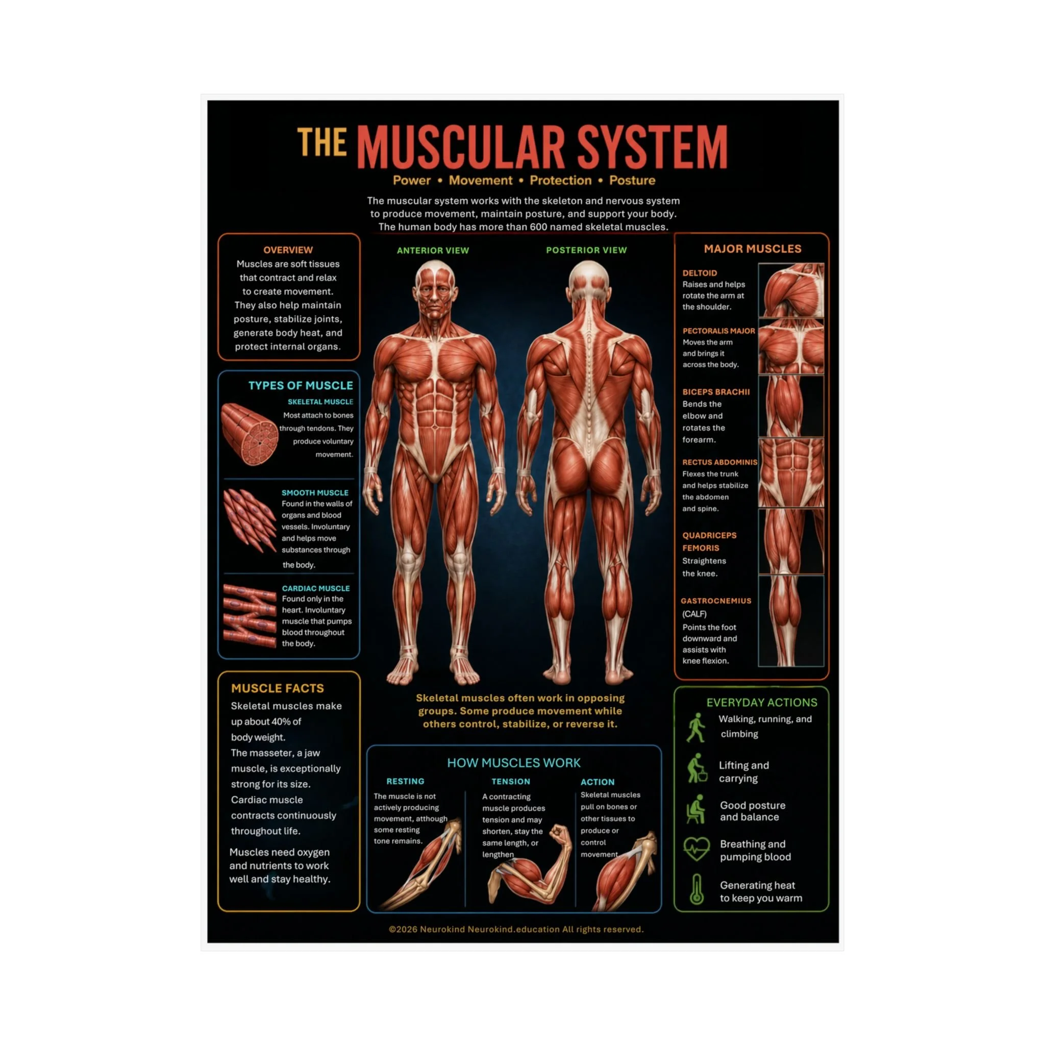 Muscular System Anatomy Poster Digital Download | Printable Human Muscles Chart | Homeschool Science Wall Art | NeuroKind