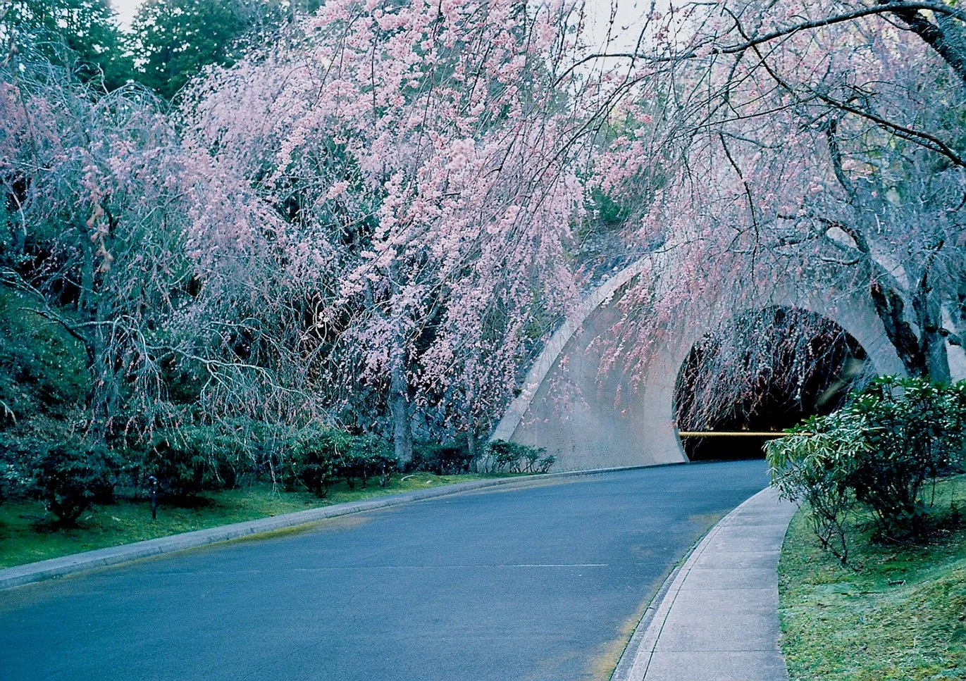 Sakura