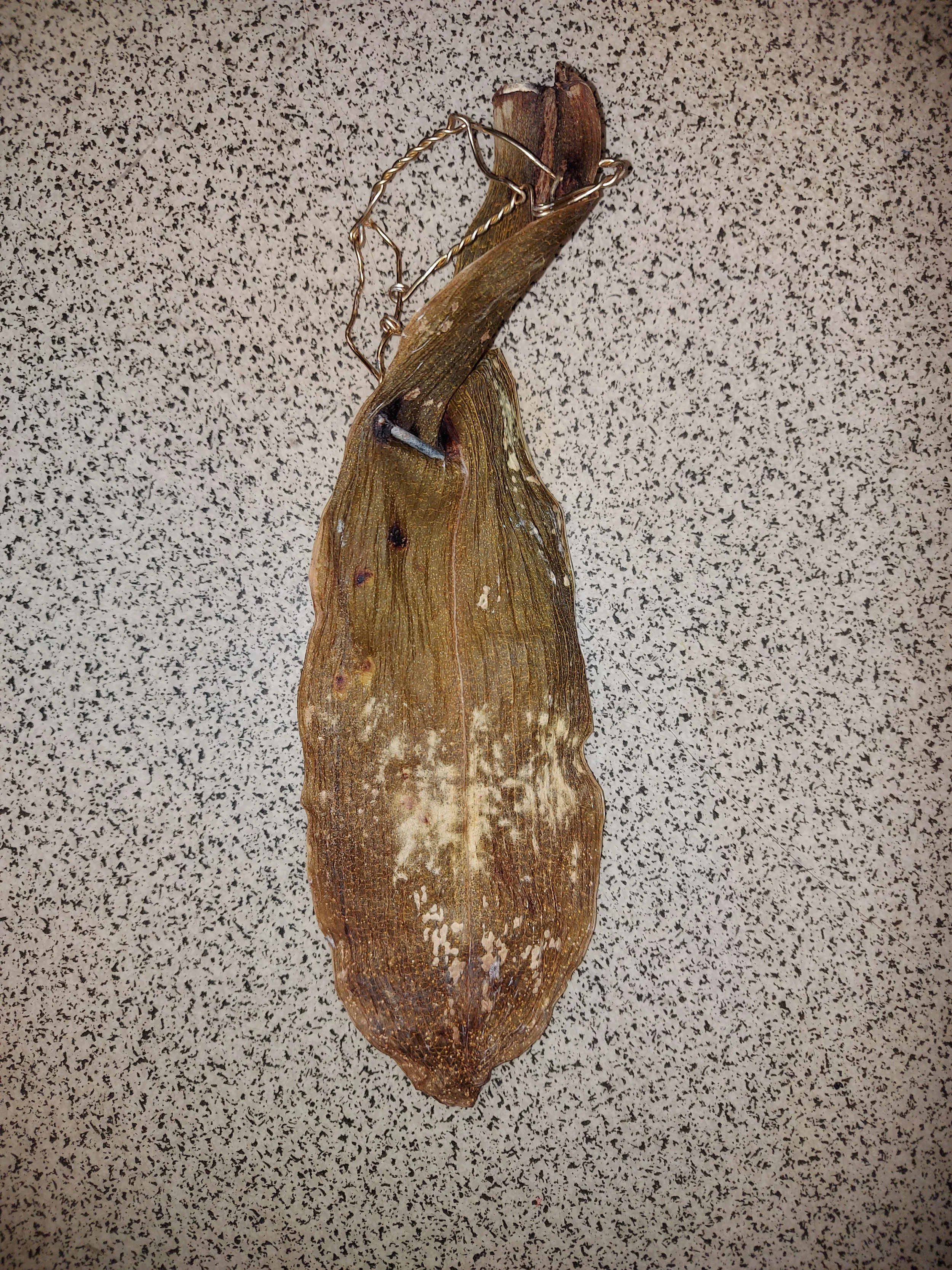 'Wing, Withered' - 
Orchid Leaf, Nail, Wire