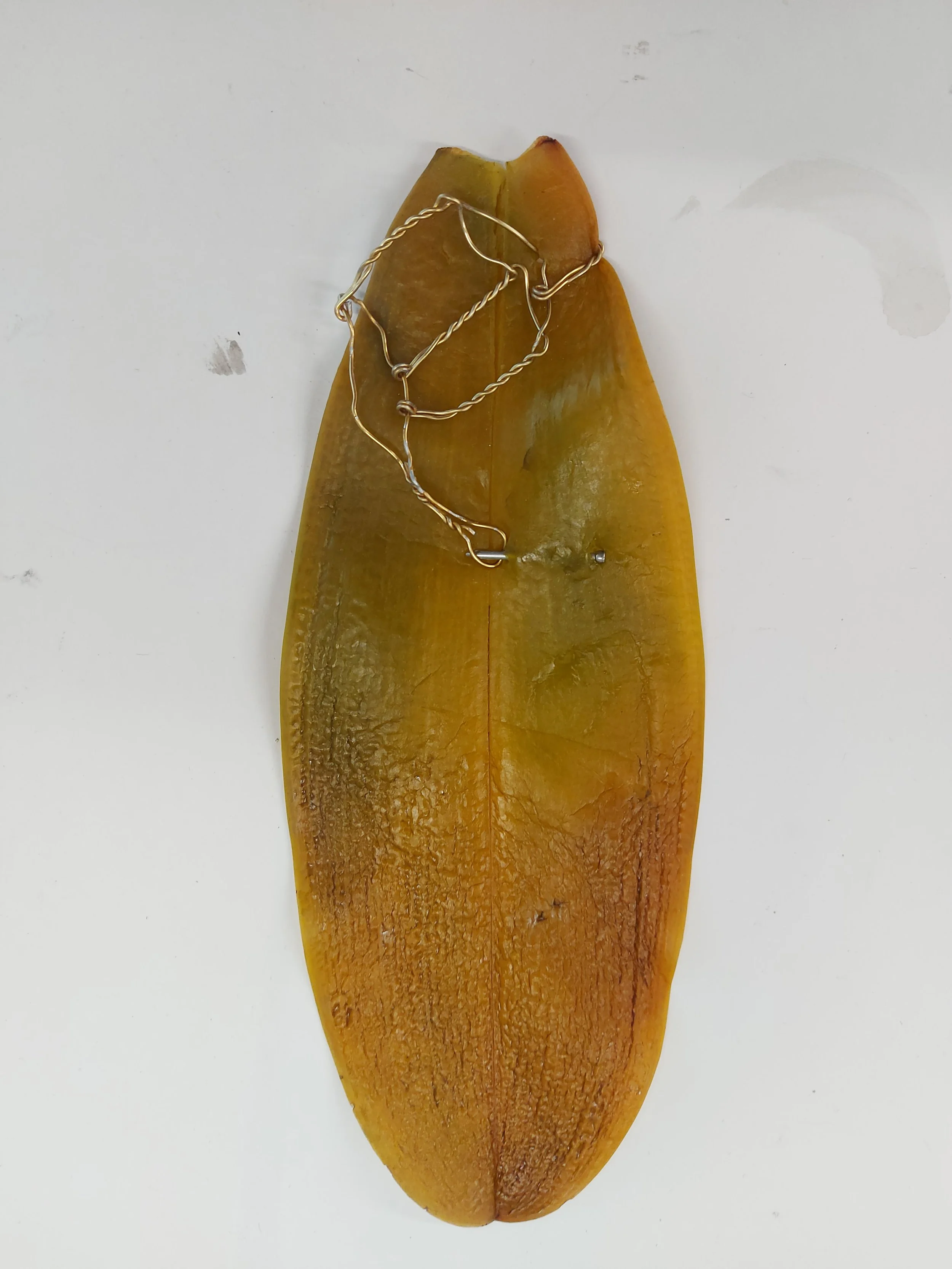 'Wing, Bruised' - 
Orchid Leaf, Nail, Wire