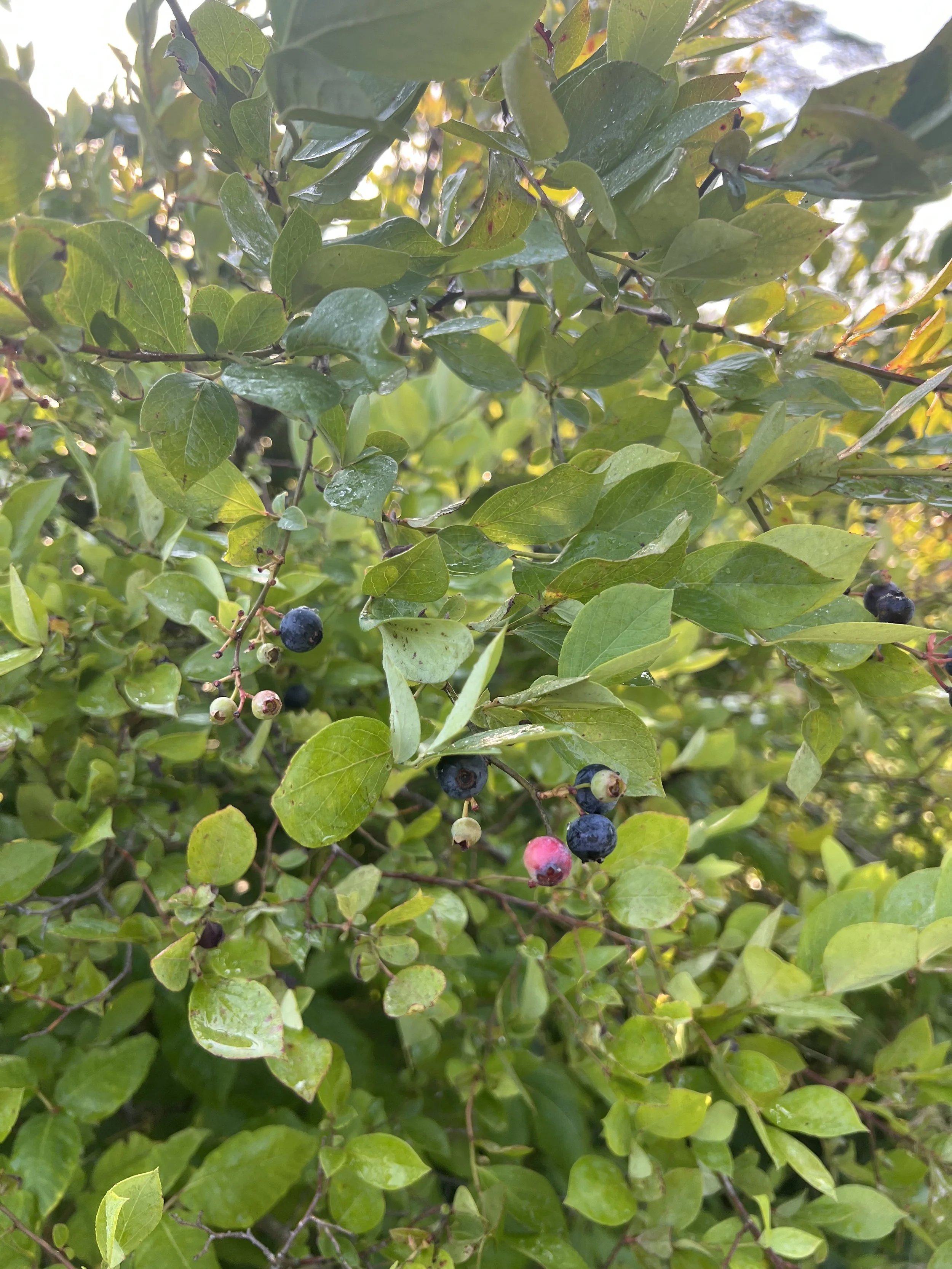 IMG_1581.jpeg