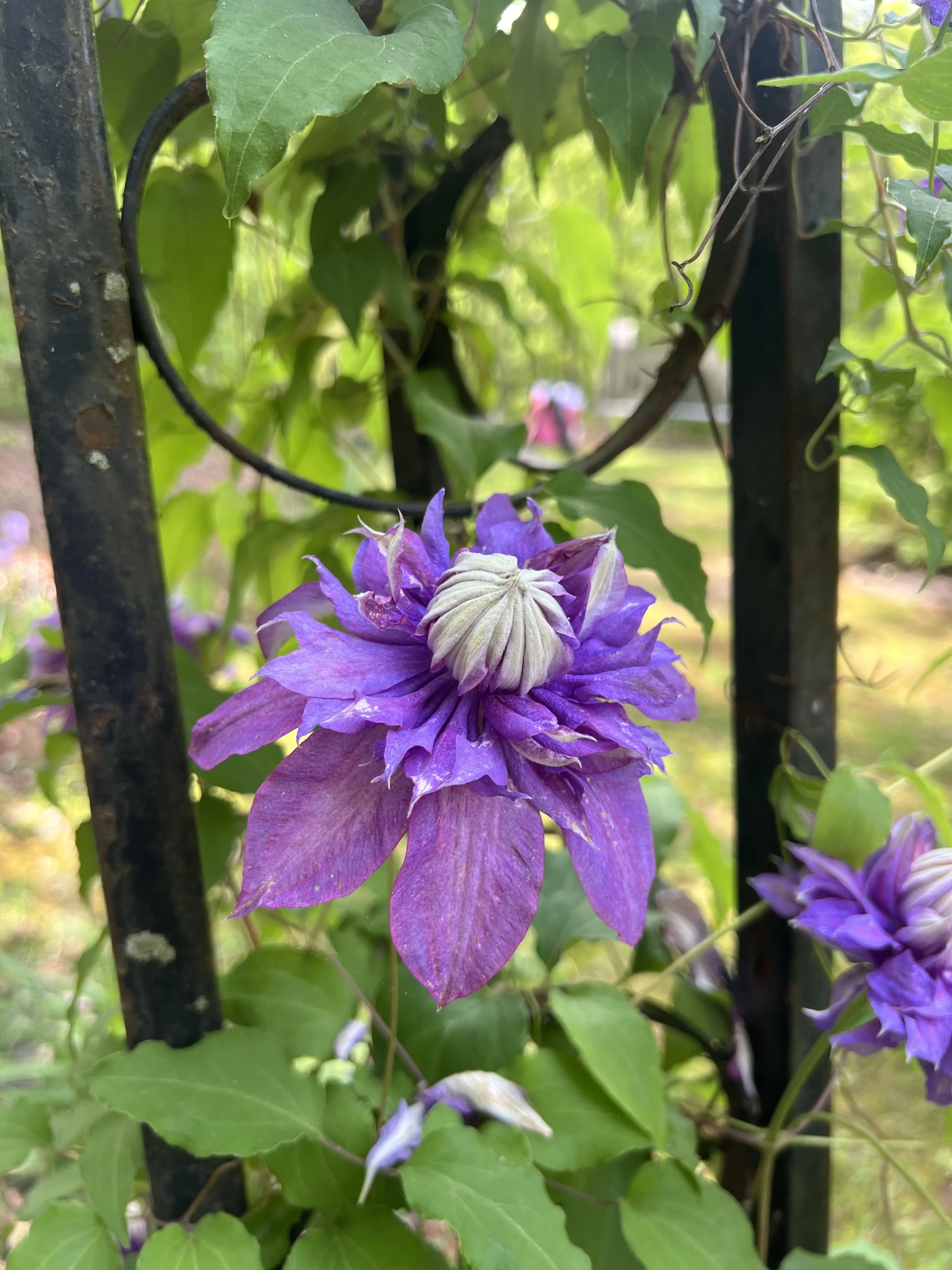 IMG_8701.jpeg