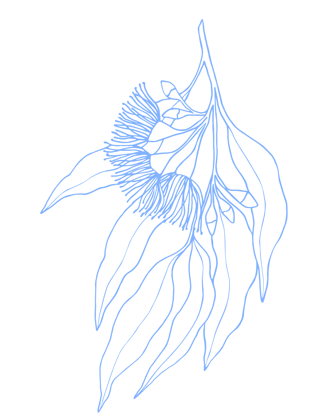 Line drawing of a flower with elongated petals and detailed stamens and pistils, in blue on a black background.