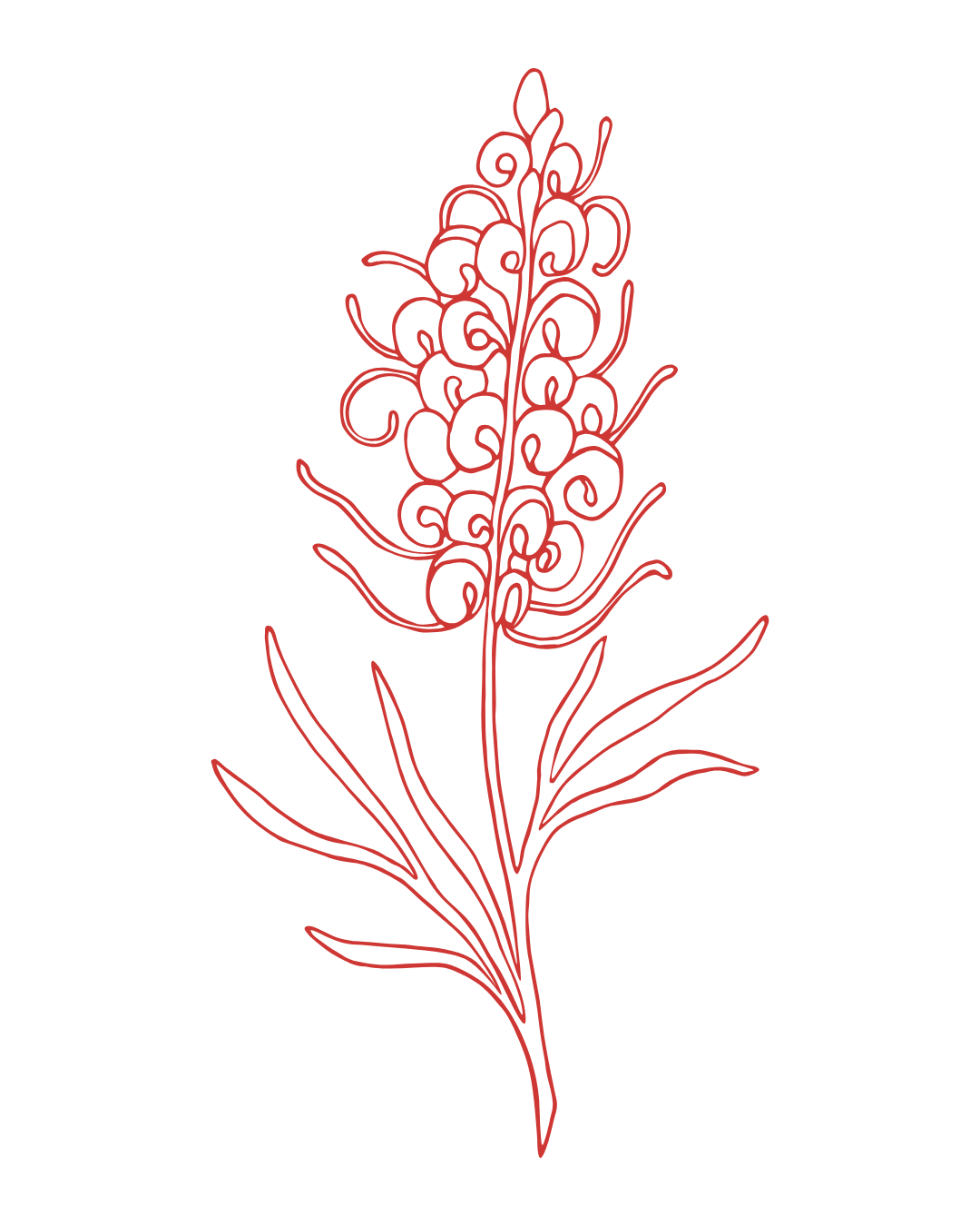 Red line drawing of a flower with curly petals and long leaves on a black background.