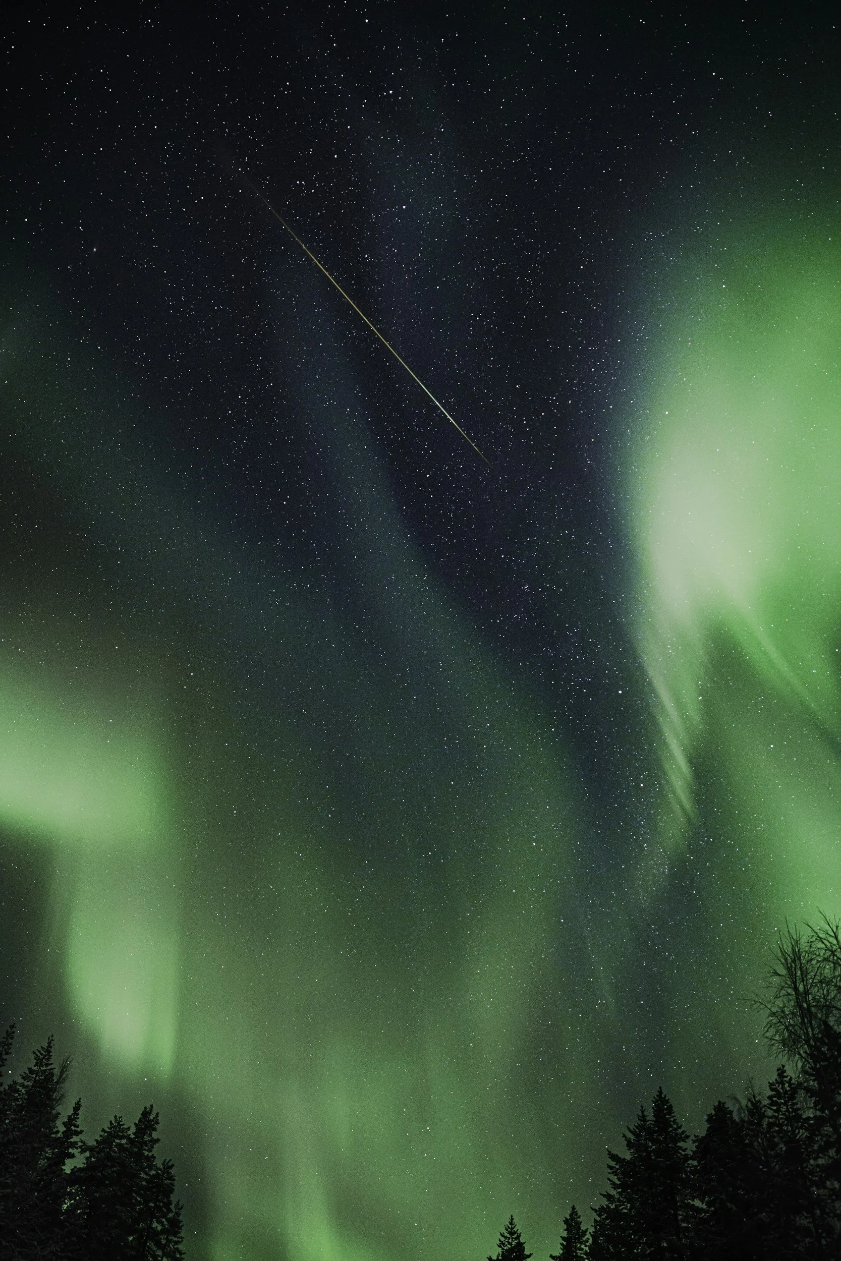 Northern lights illuminating a starry night sky over a forested landscape.