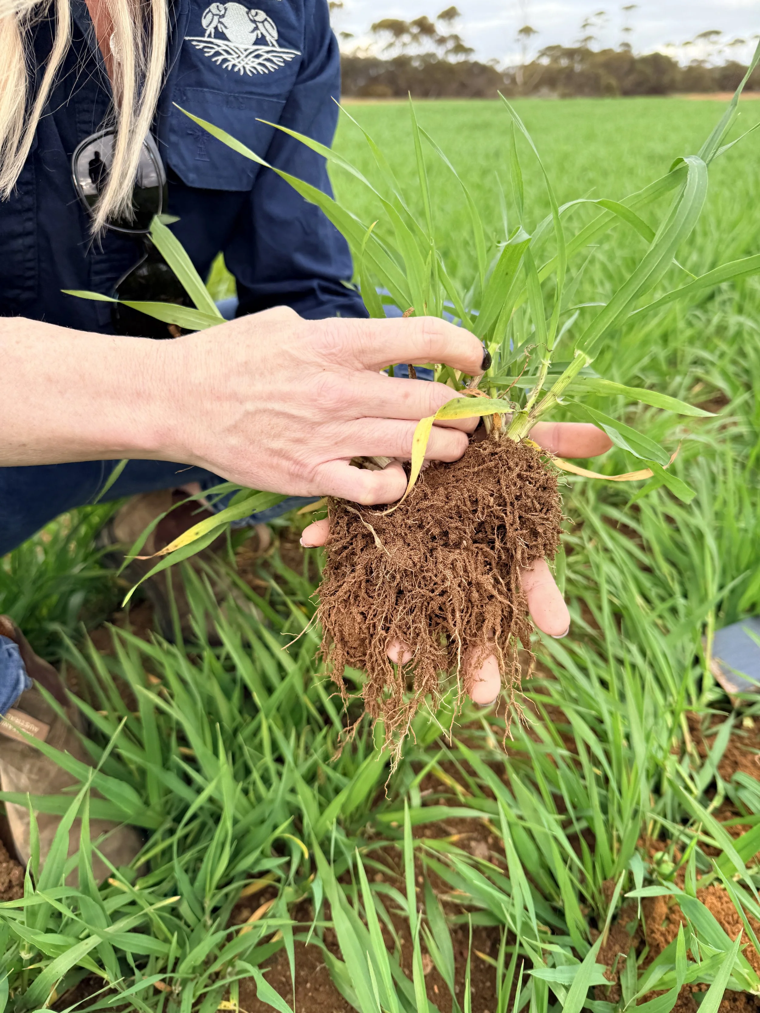 Low Organic Matter