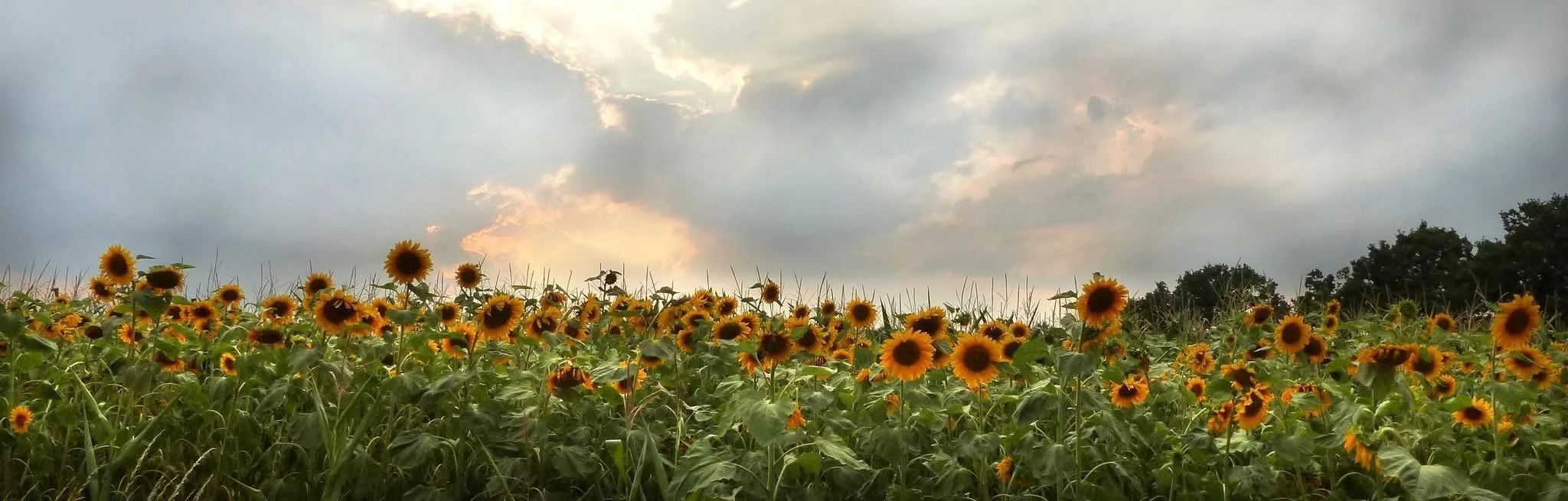 Sunflower field at sunset on the Spirit Whispers Universal website.