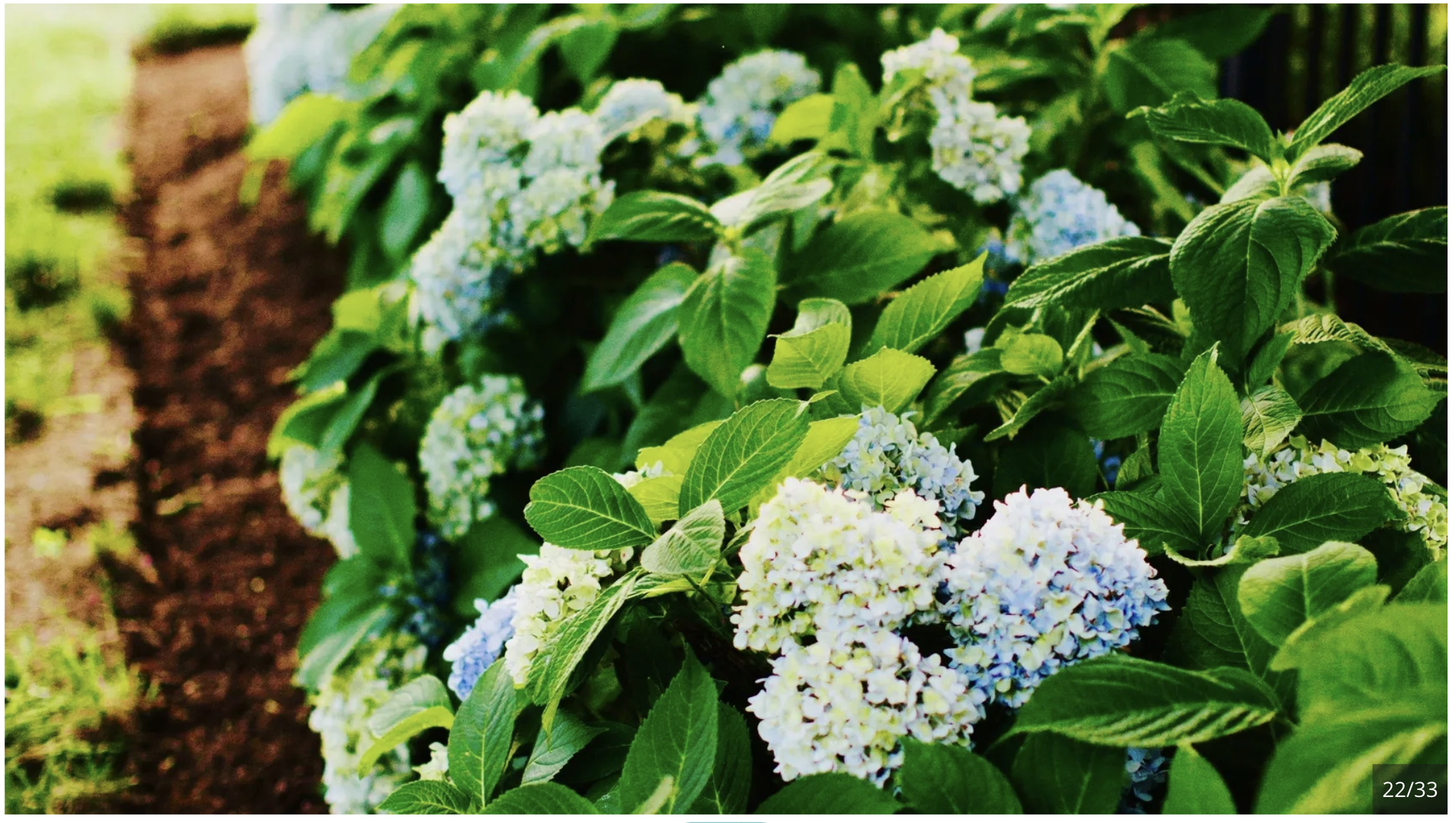 hydrangeas.png