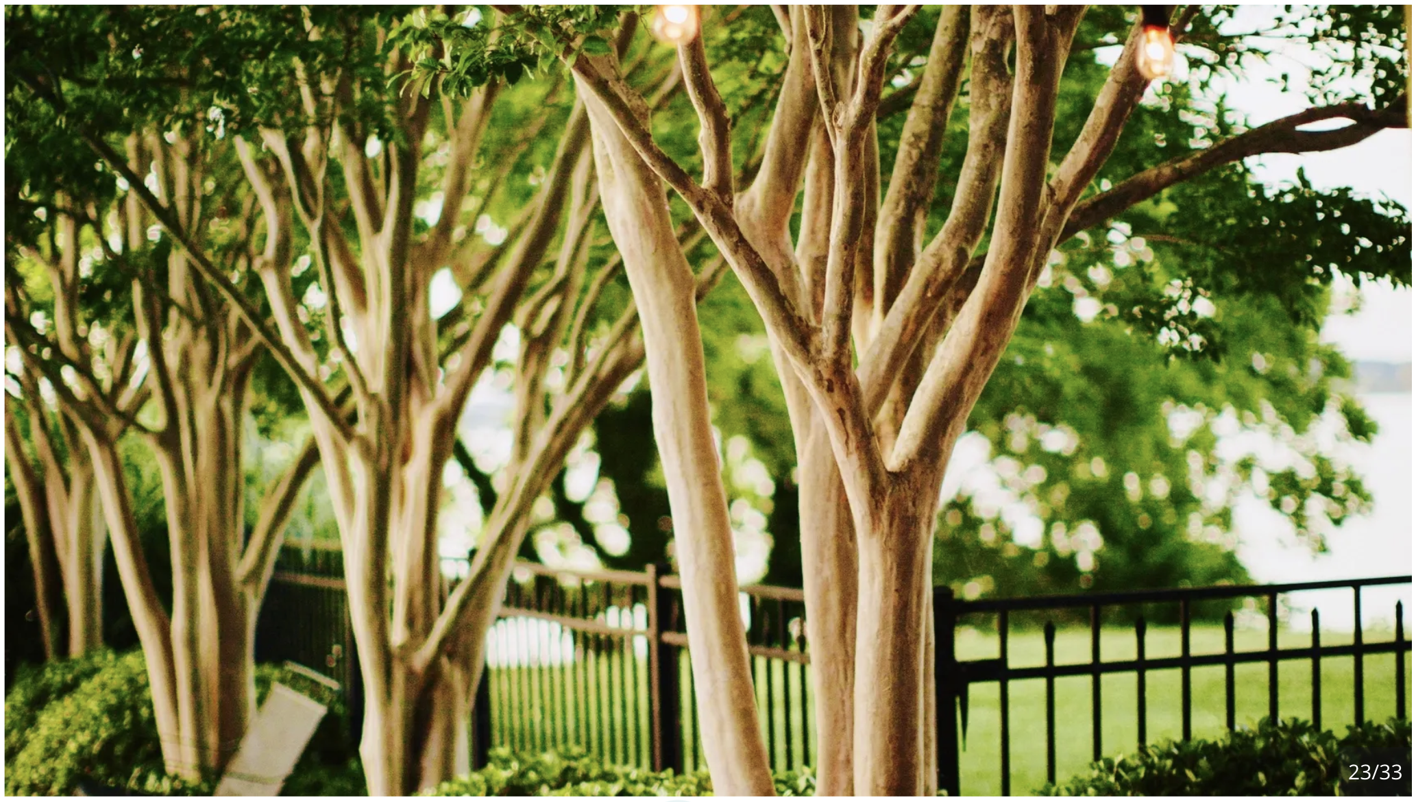 crapemyrtles.png