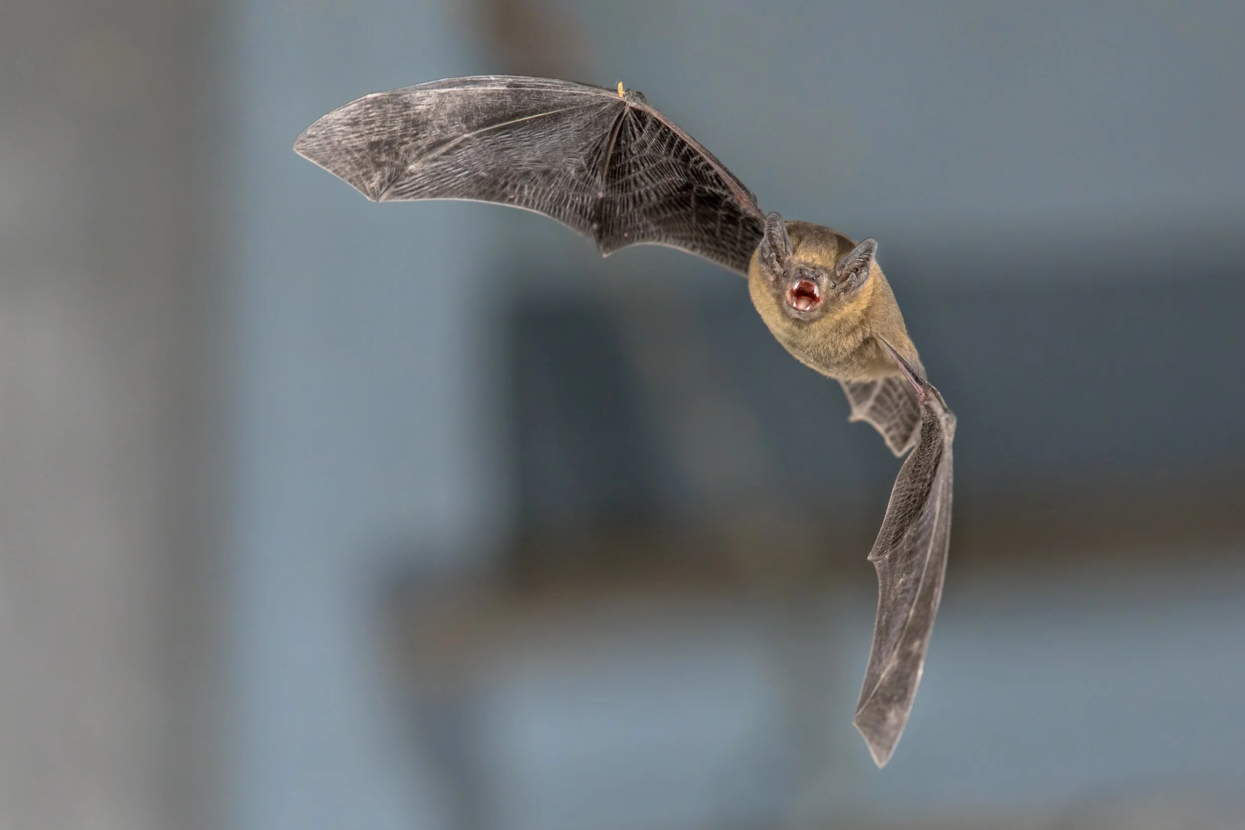 Close-up of a bat during bat removal services.