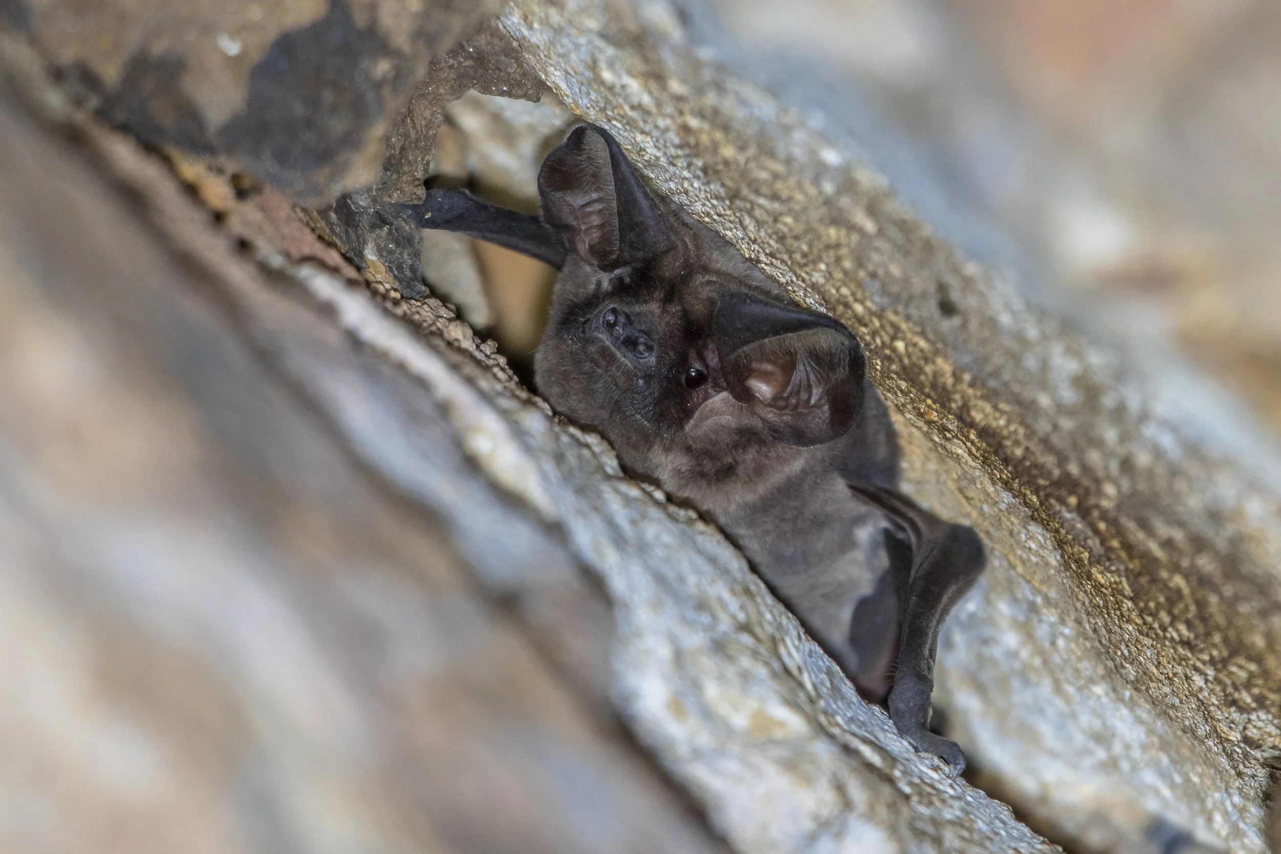 A small brown bat roosting inside a narrow rock crevice.