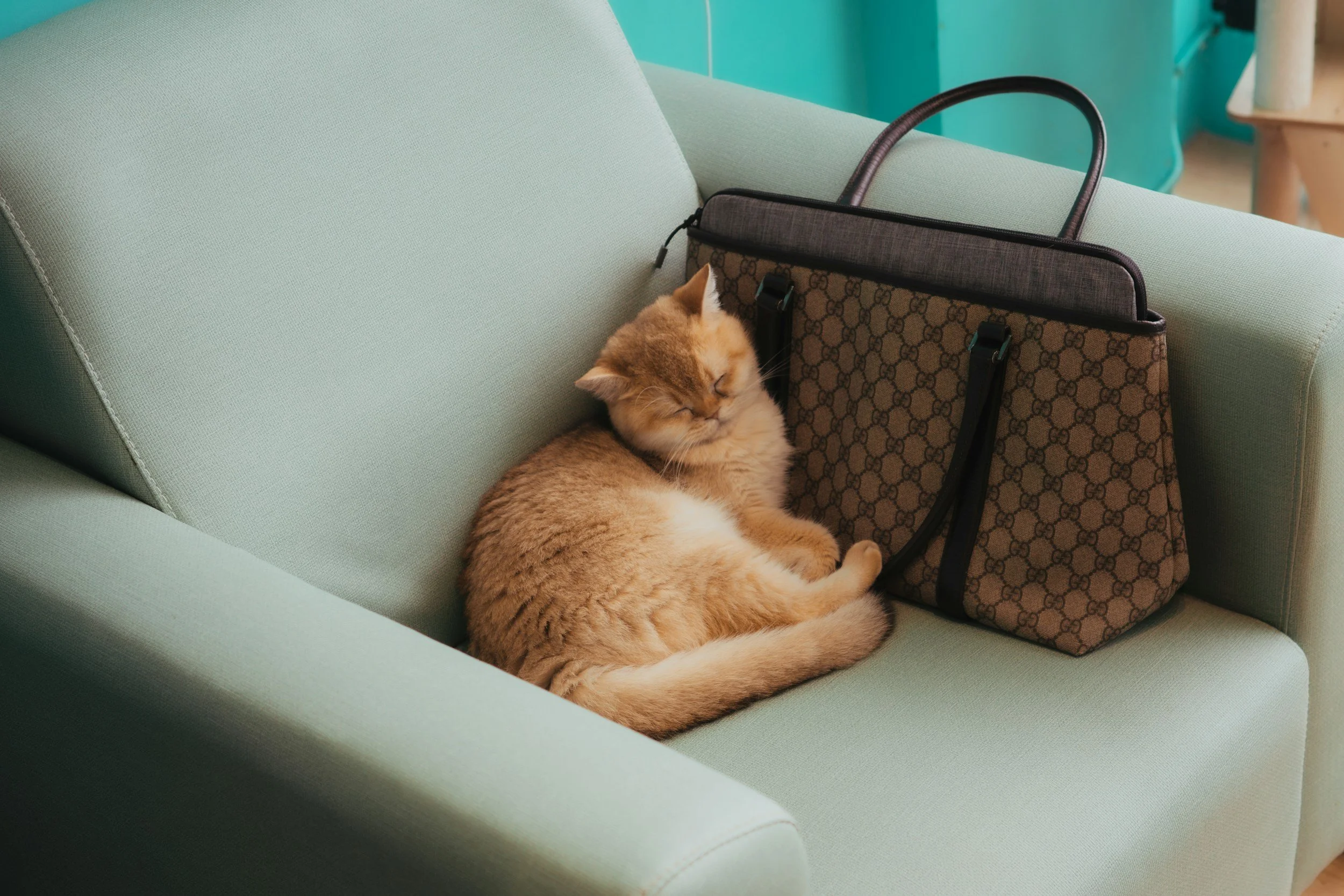 A ginger cat sleeping on a light green sofa with a Gucci monogram designed tote bag resting behind the cat's head.
