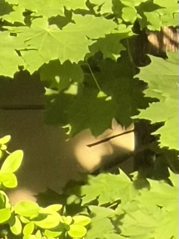 Close-up of green grape leaves with sunlight filtering through.