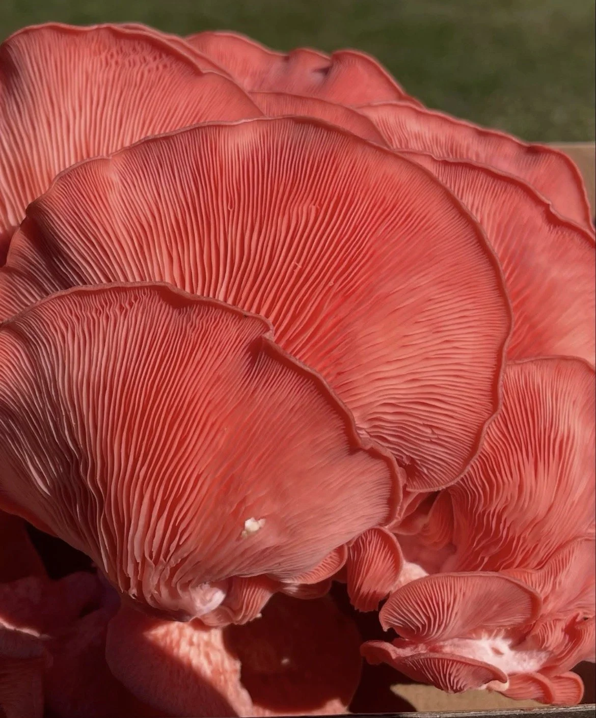 Pink Oyster Mushroom