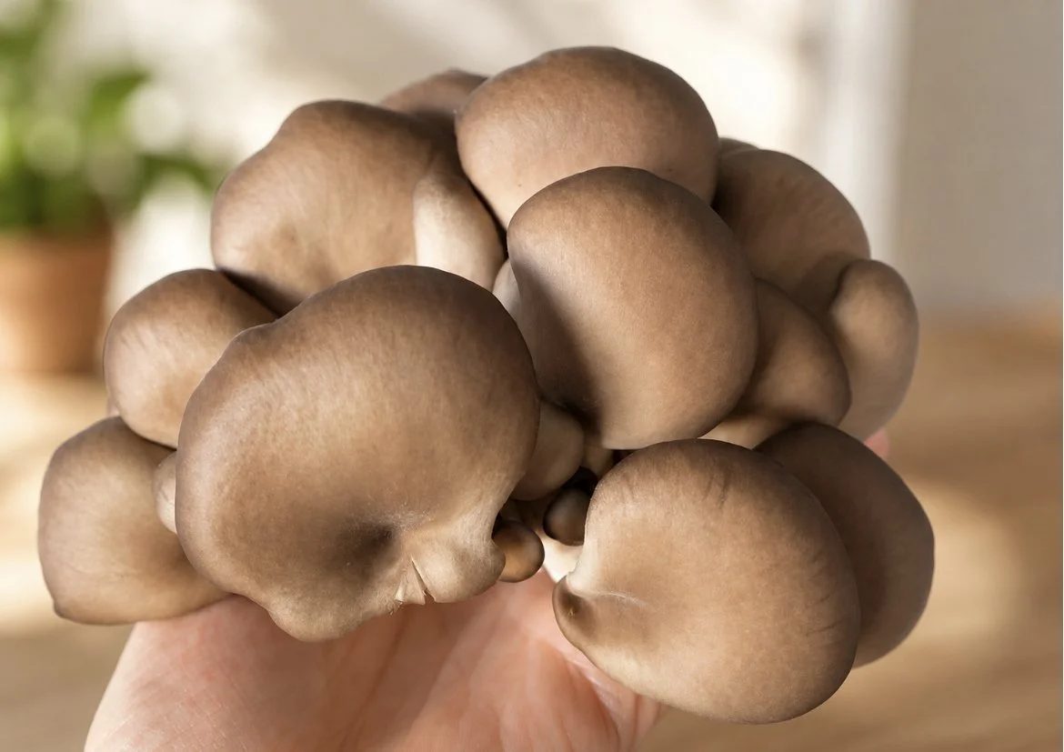 Chocolate Oyster Mushroom